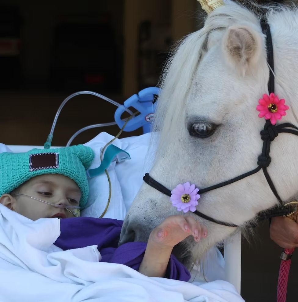 A child in a hospital bed with medical equipment gently reaches out to touch a white unicorn-costumed pony.