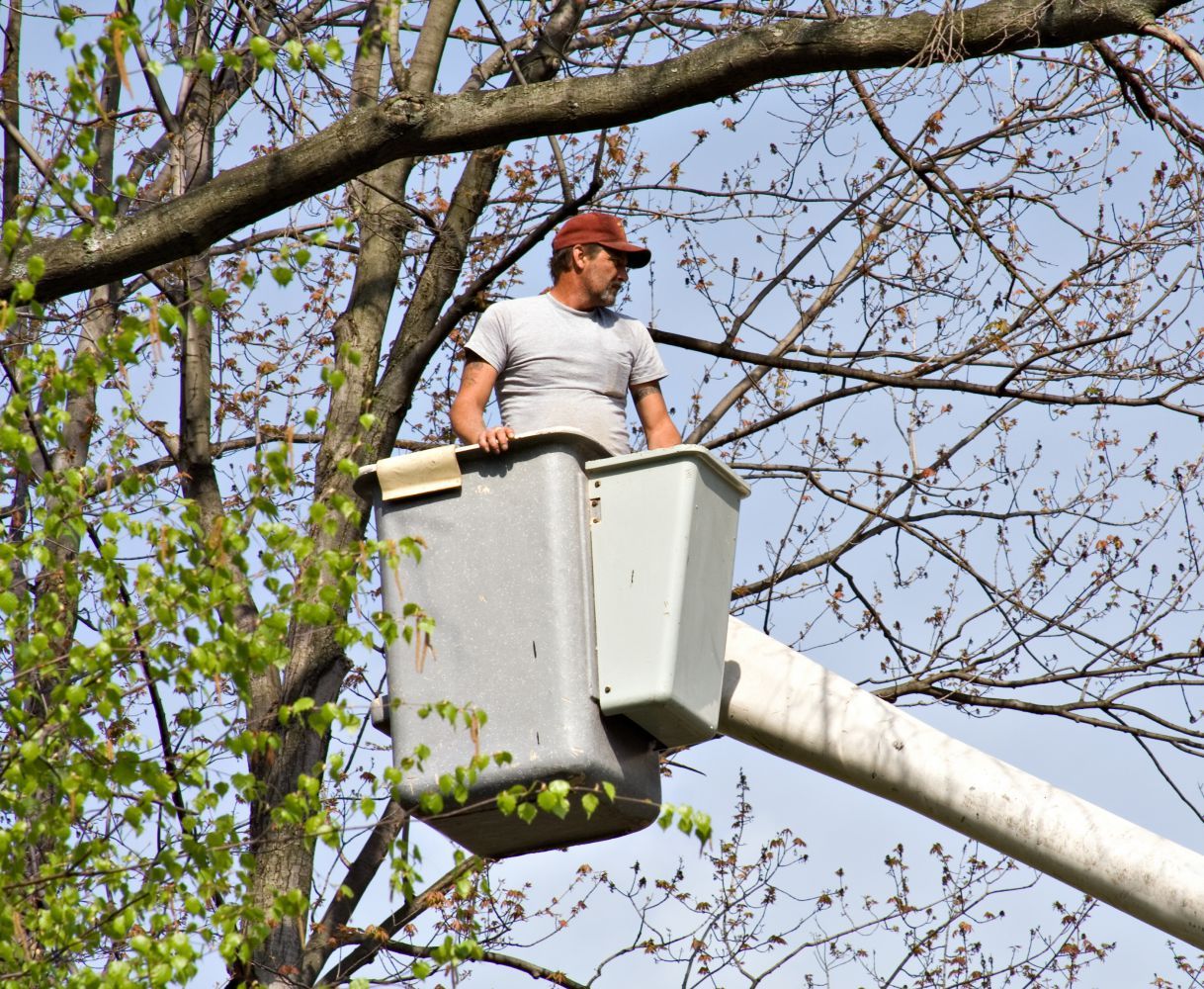 Cincinnati Tree Service Local tree service Cincinnati, OH