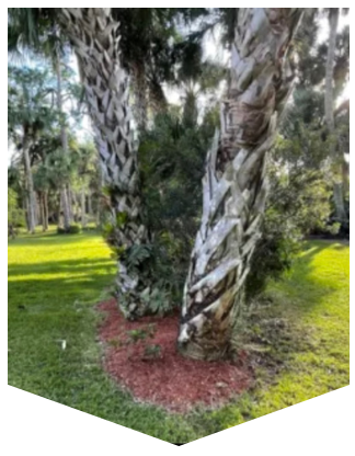 tree trimming services melbourne fl 