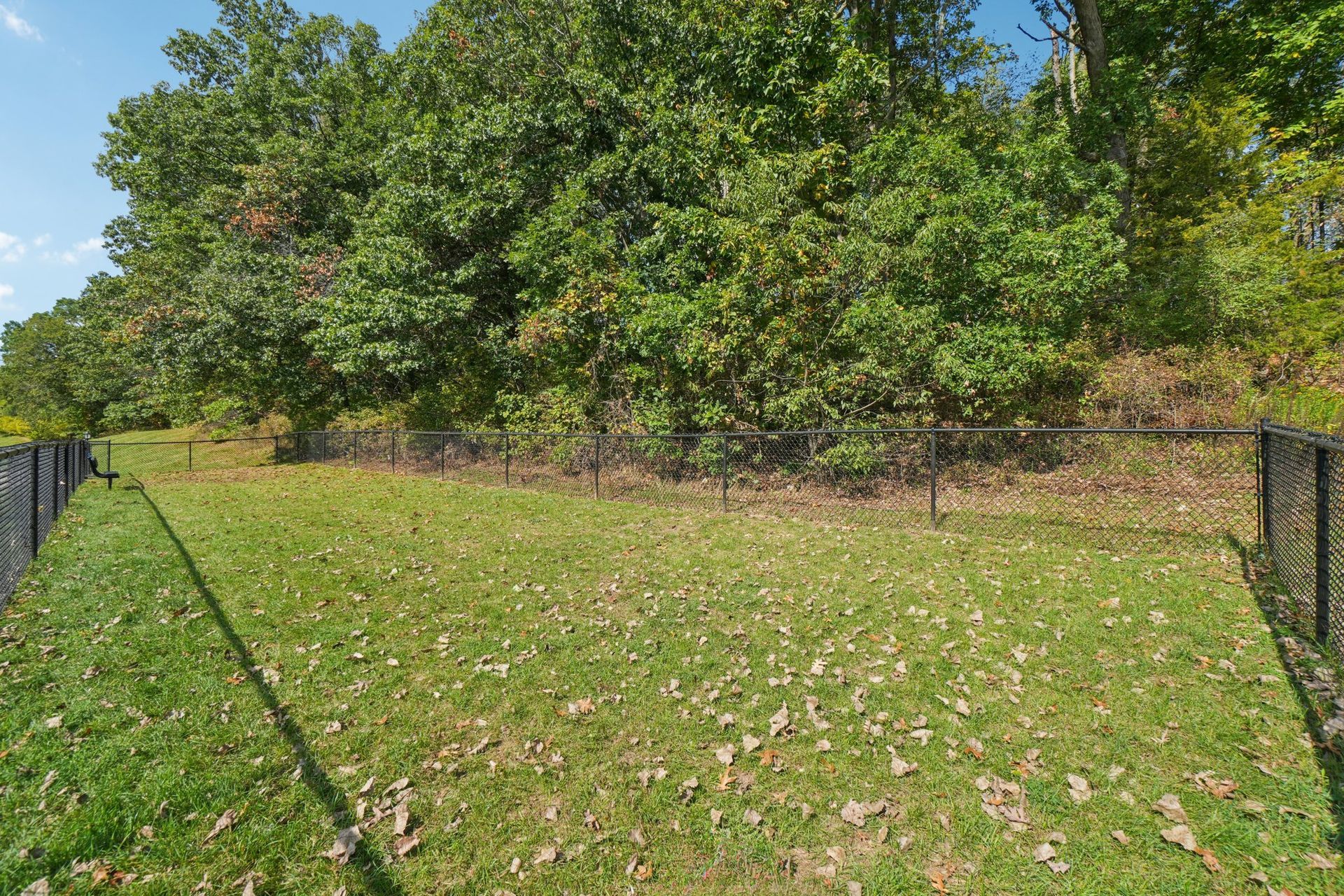 Lawn with chain-link fence, fallen leaves, and lush green trees in the background under a blue sky.