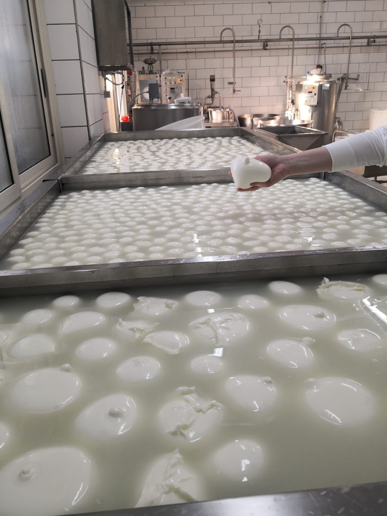 produzione mozzarelle di bufala 