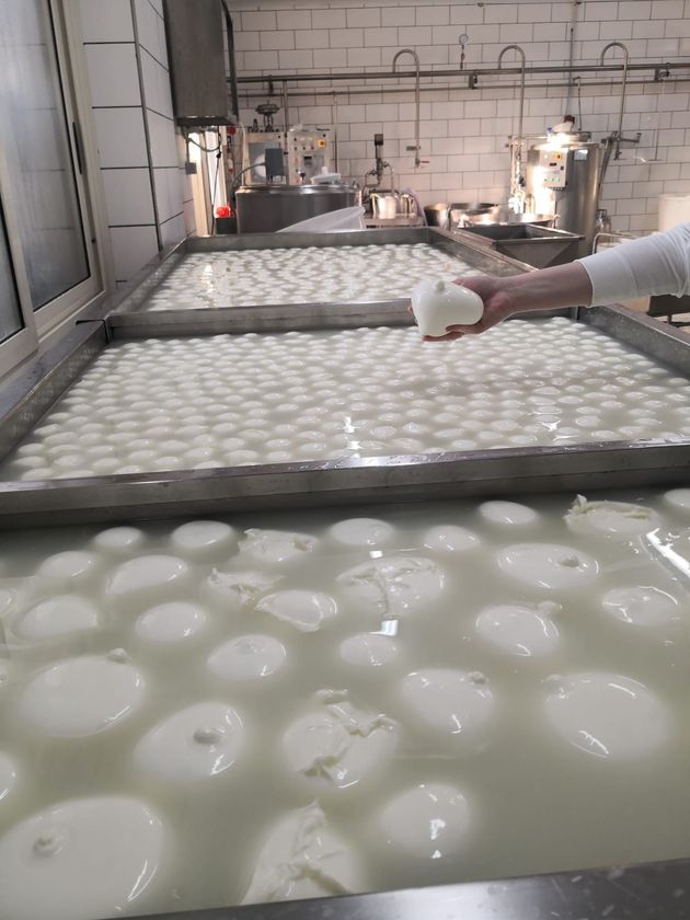 produzione mozzarelle di bufala