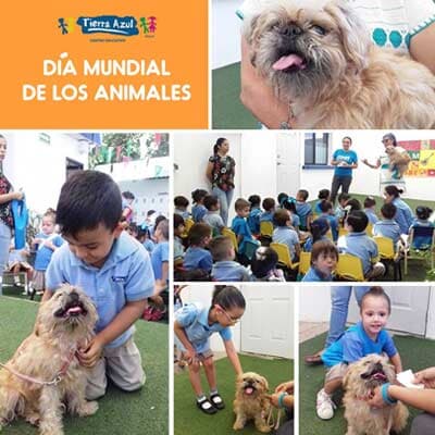 TIERRA AZUL - CUIDADO A LOS ANIMALES
