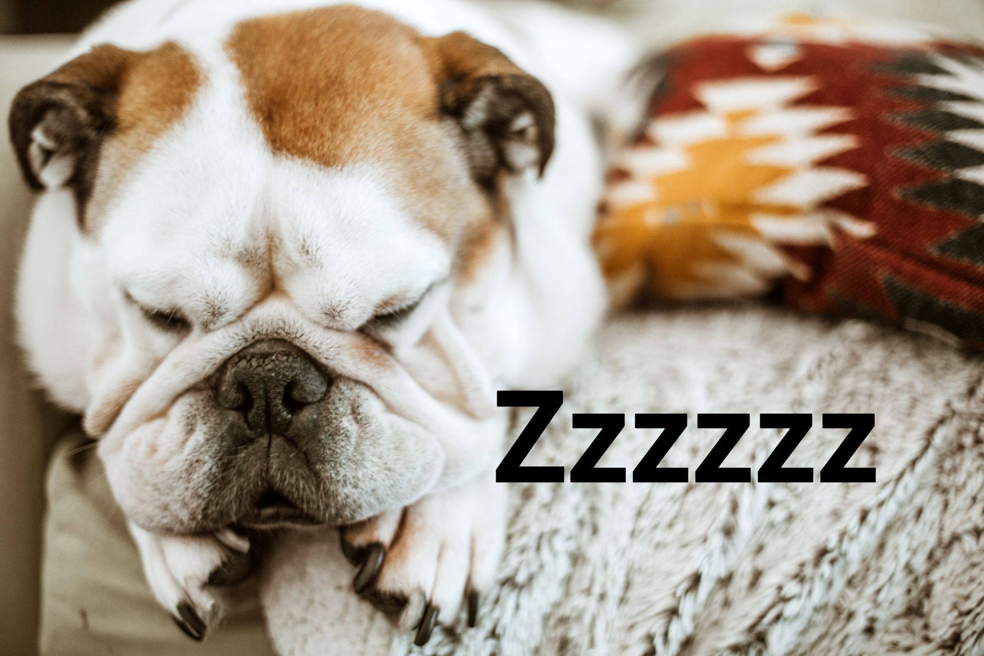 Bulldog Snoring - Indianapolis, IN - Sleep Better Indy