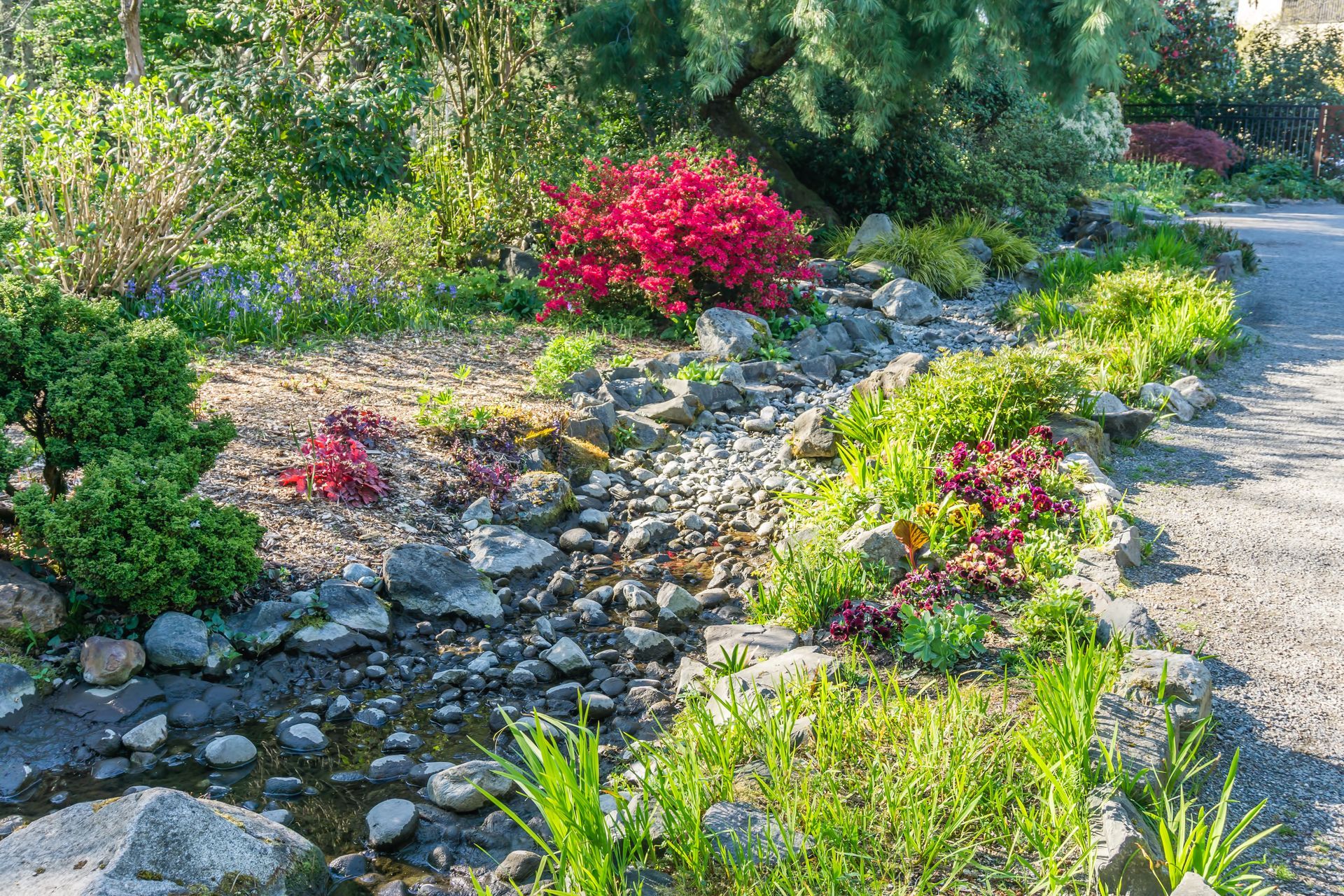 A vibrant garden bed with a stream lined with rocks, bright red azaleas, and various green plants.