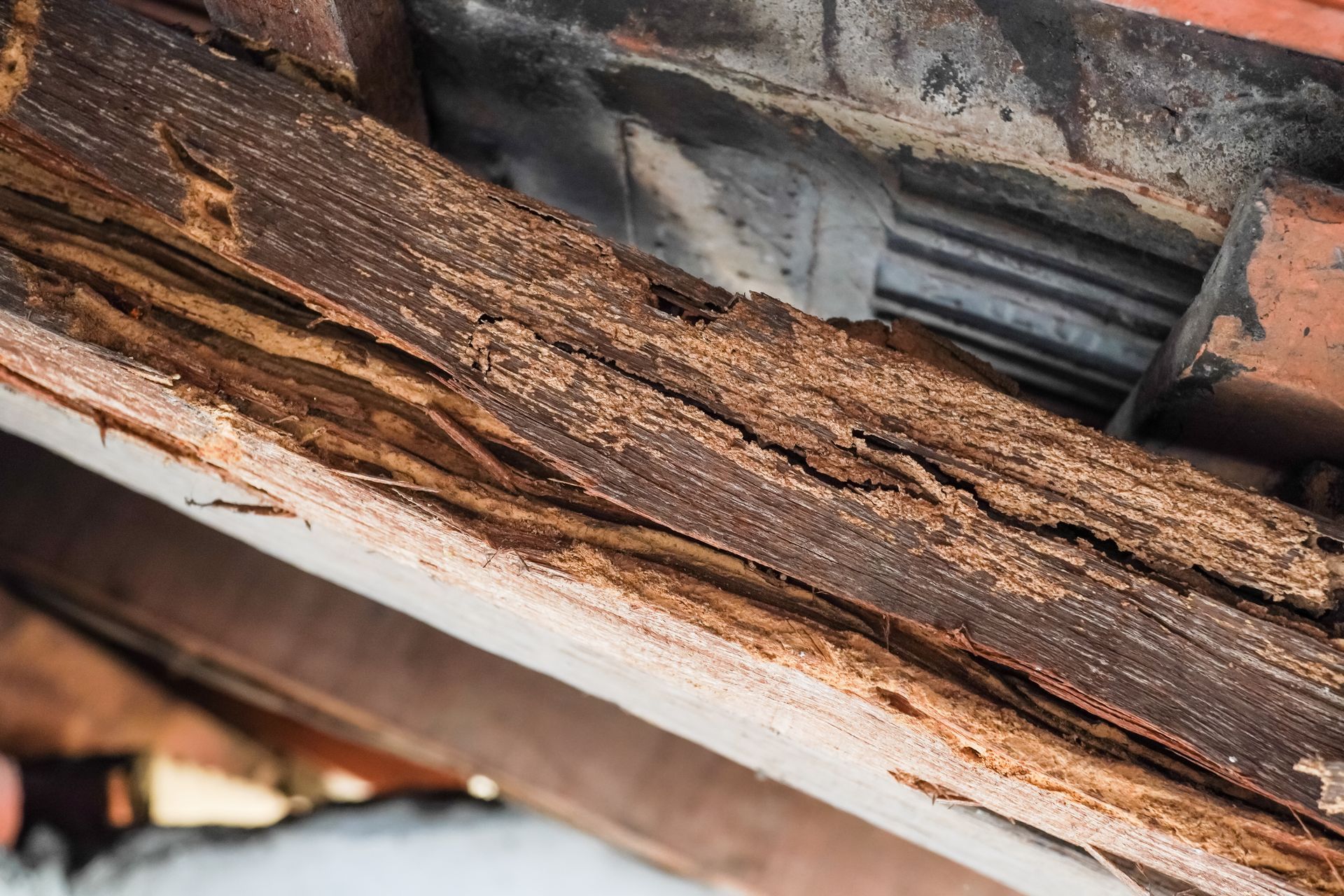 Close-up of termite-damaged wooden beam, showing extensive tunnels and wood degradation under a roof.