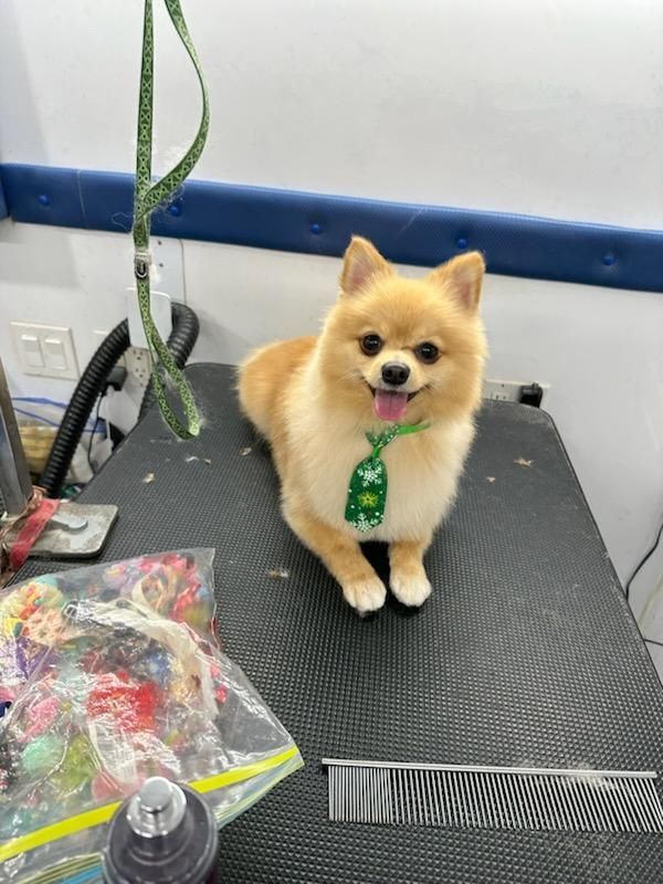 A small dog wearing a green tie is sitting on a table.