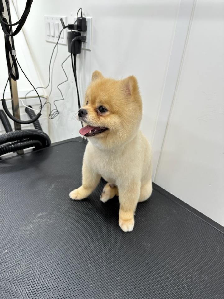 A pomeranian puppy is sitting on a grooming table.