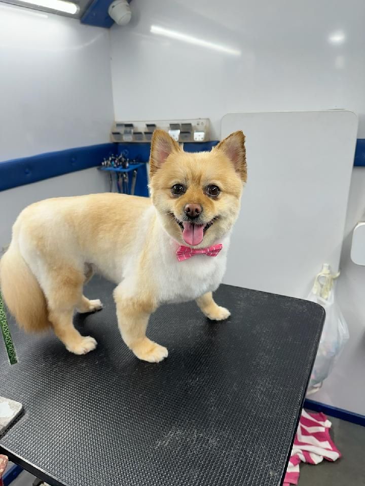 A small dog is standing on a grooming table.