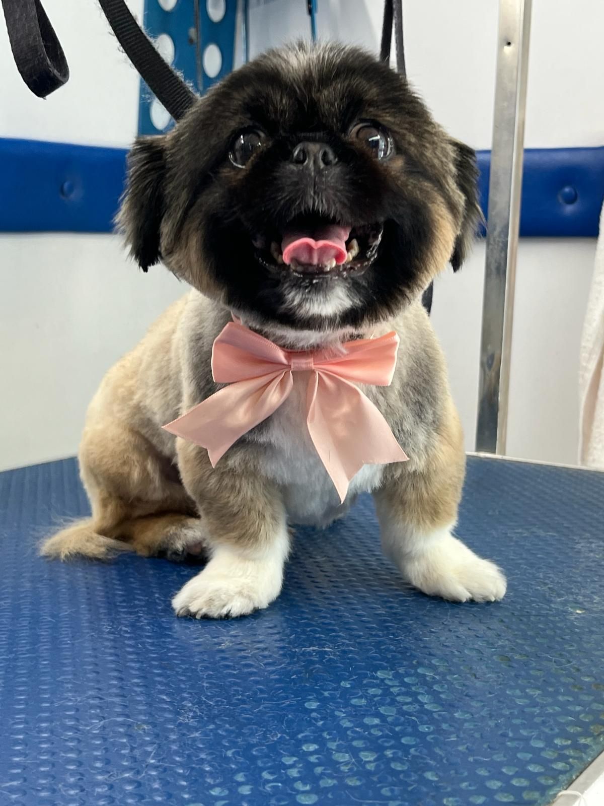 A small dog wearing a pink bow tie is sitting on a table.