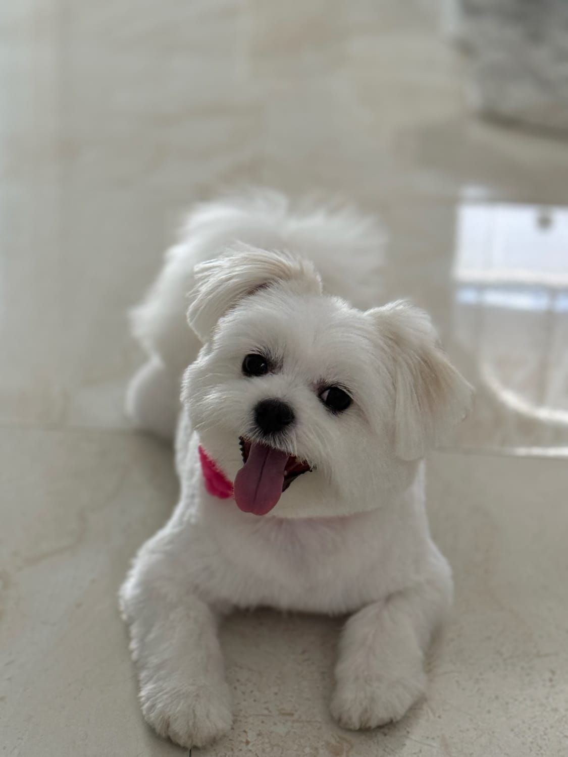 A small white dog with a pink collar is laying on the floor.
