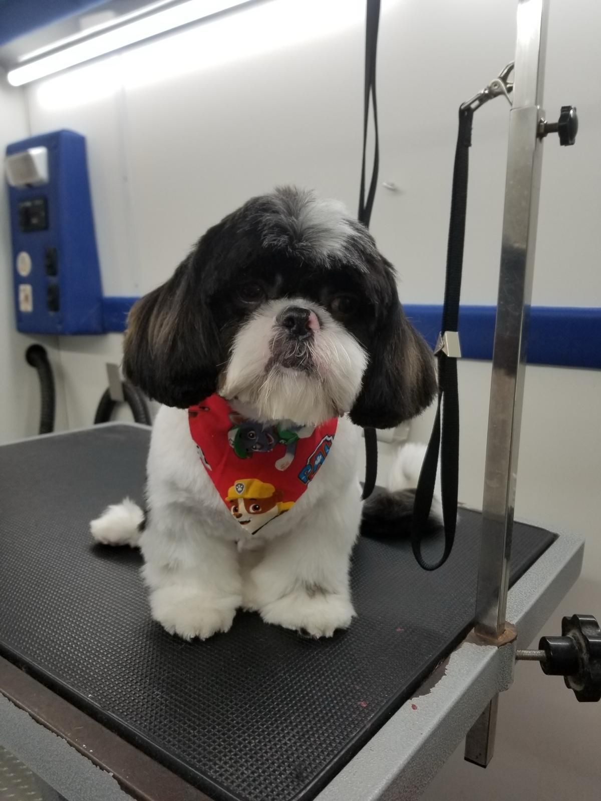 A black and white dog wearing a red bandana is sitting on a grooming table.