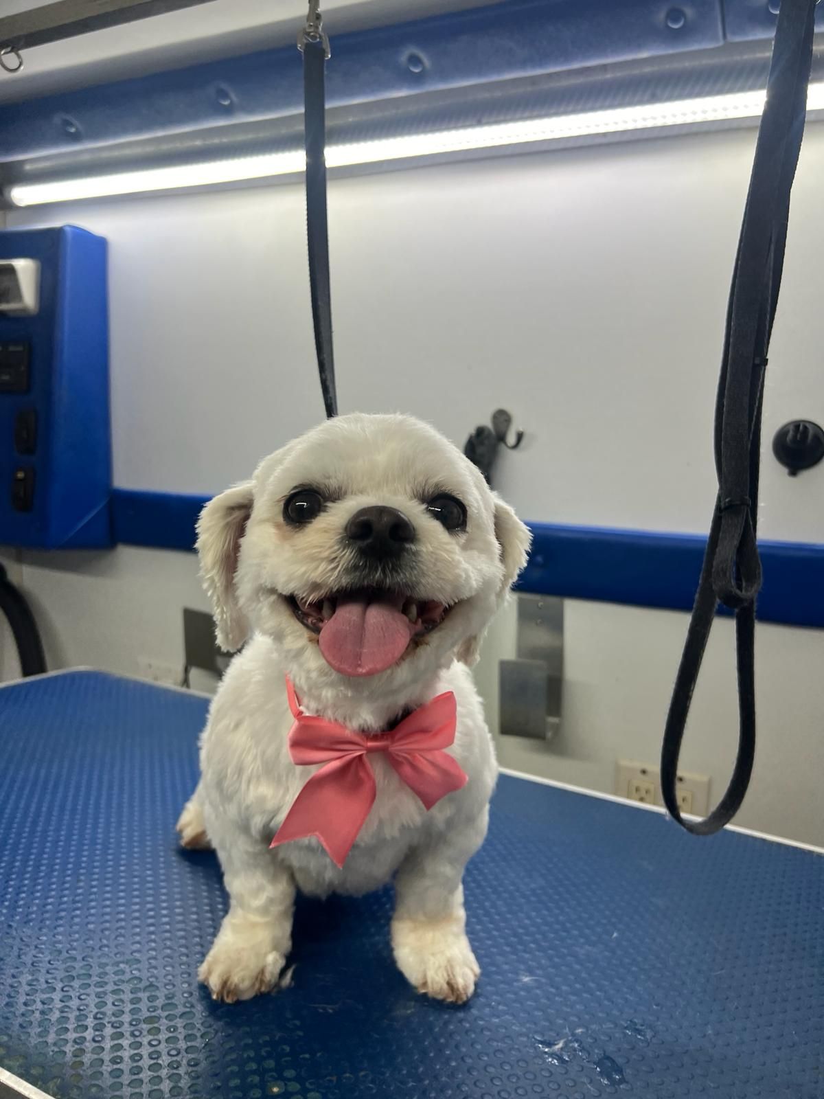 A small white dog wearing a pink bow tie is sitting on a grooming table.