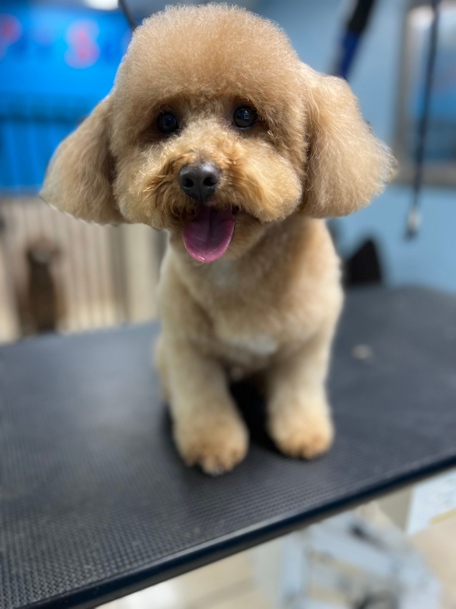 A small brown dog is sitting on a table with its tongue out.