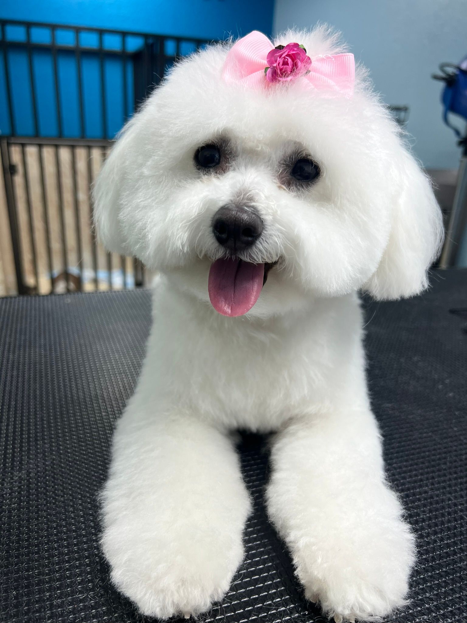 A white poodle with a pink bow on its head is laying on a table.