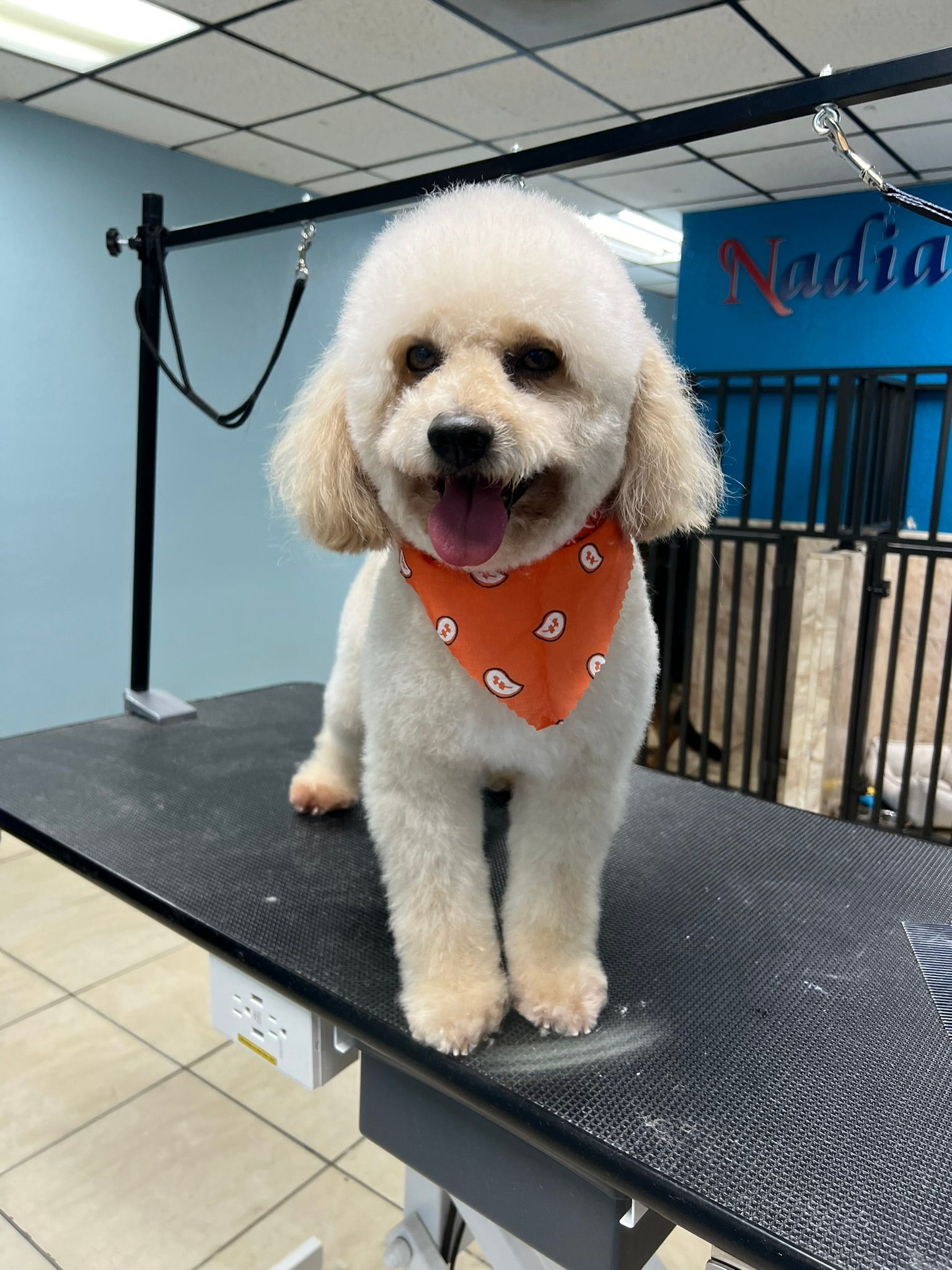 A small white poodle wearing an orange bandana is sitting on a grooming table.
