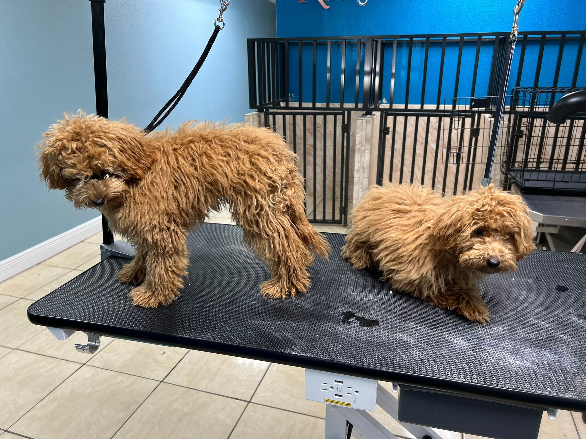Two small dogs are standing next to each other on a grooming table.