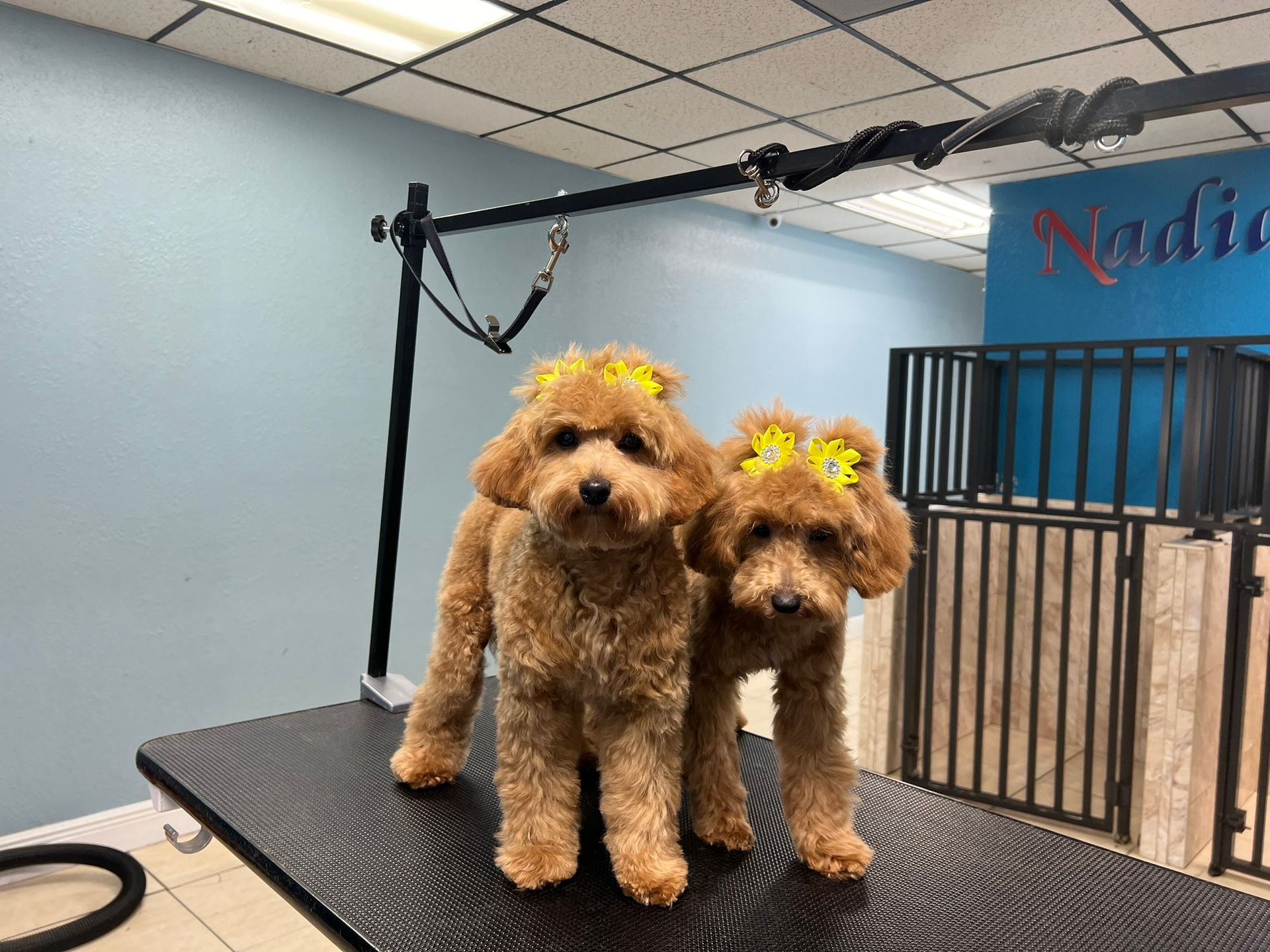 Two small brown dogs are standing next to each other on a table.