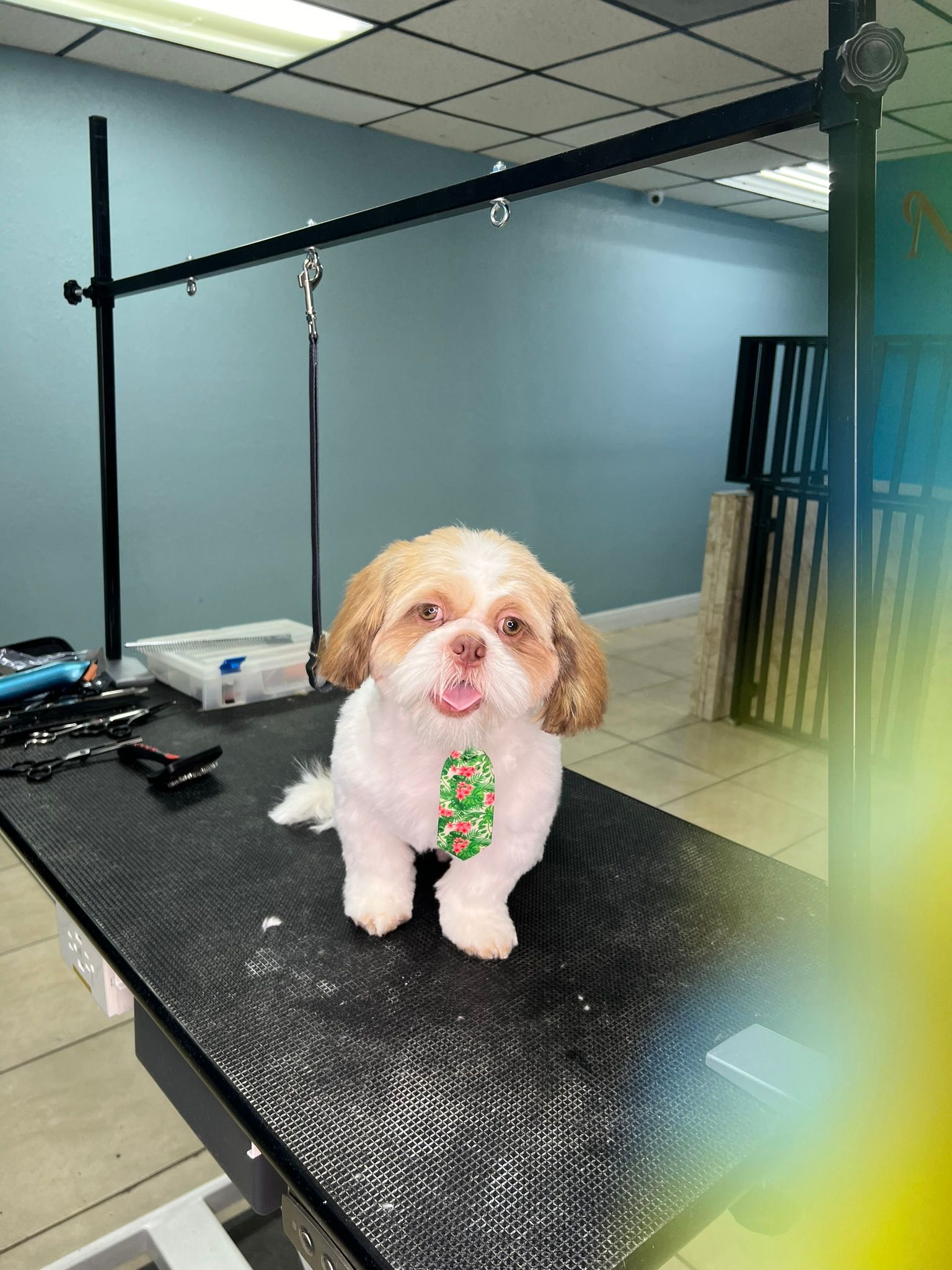 A small dog wearing a tie is sitting on a grooming table.