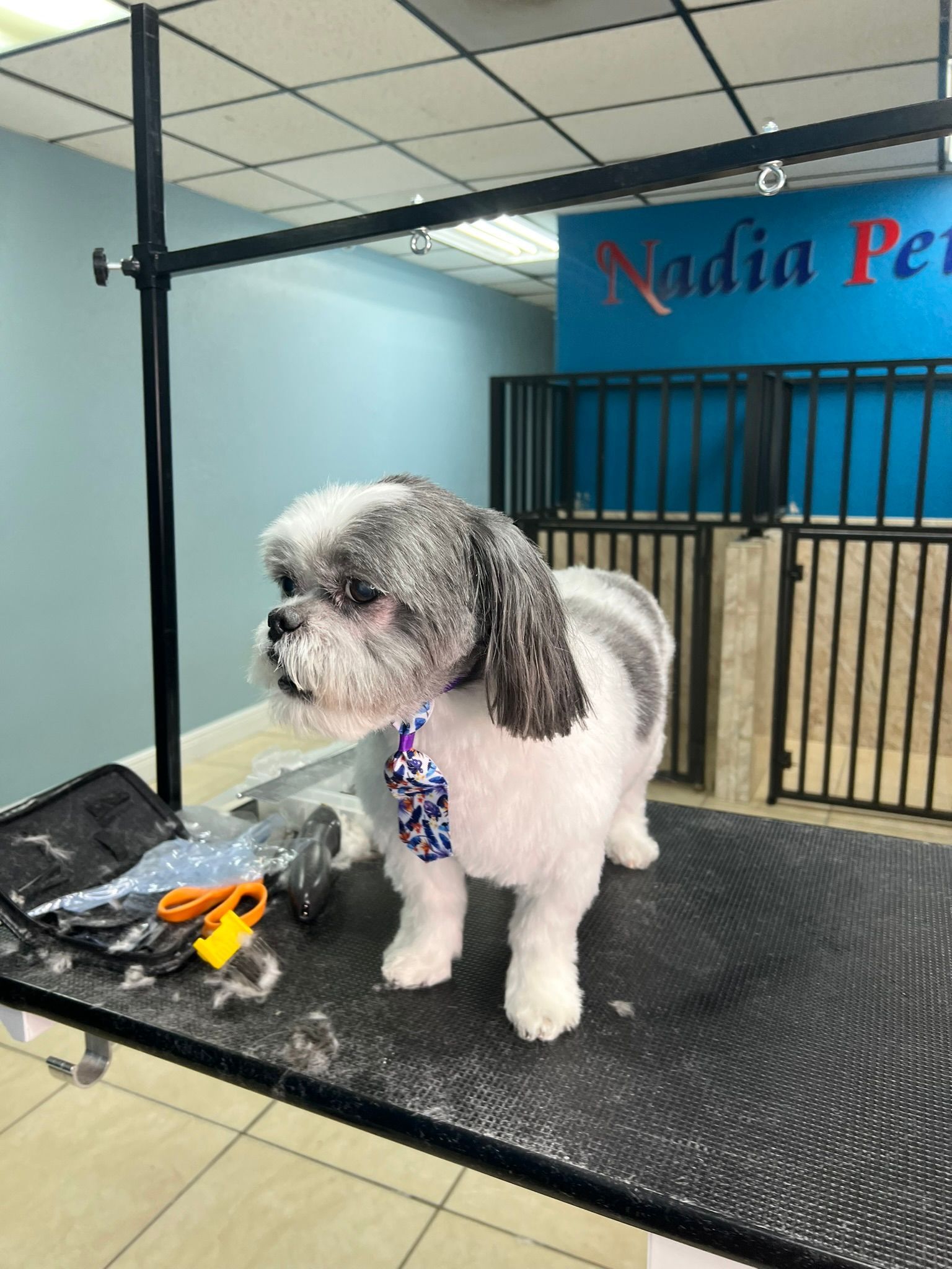 A small white and gray dog is standing on a grooming table.