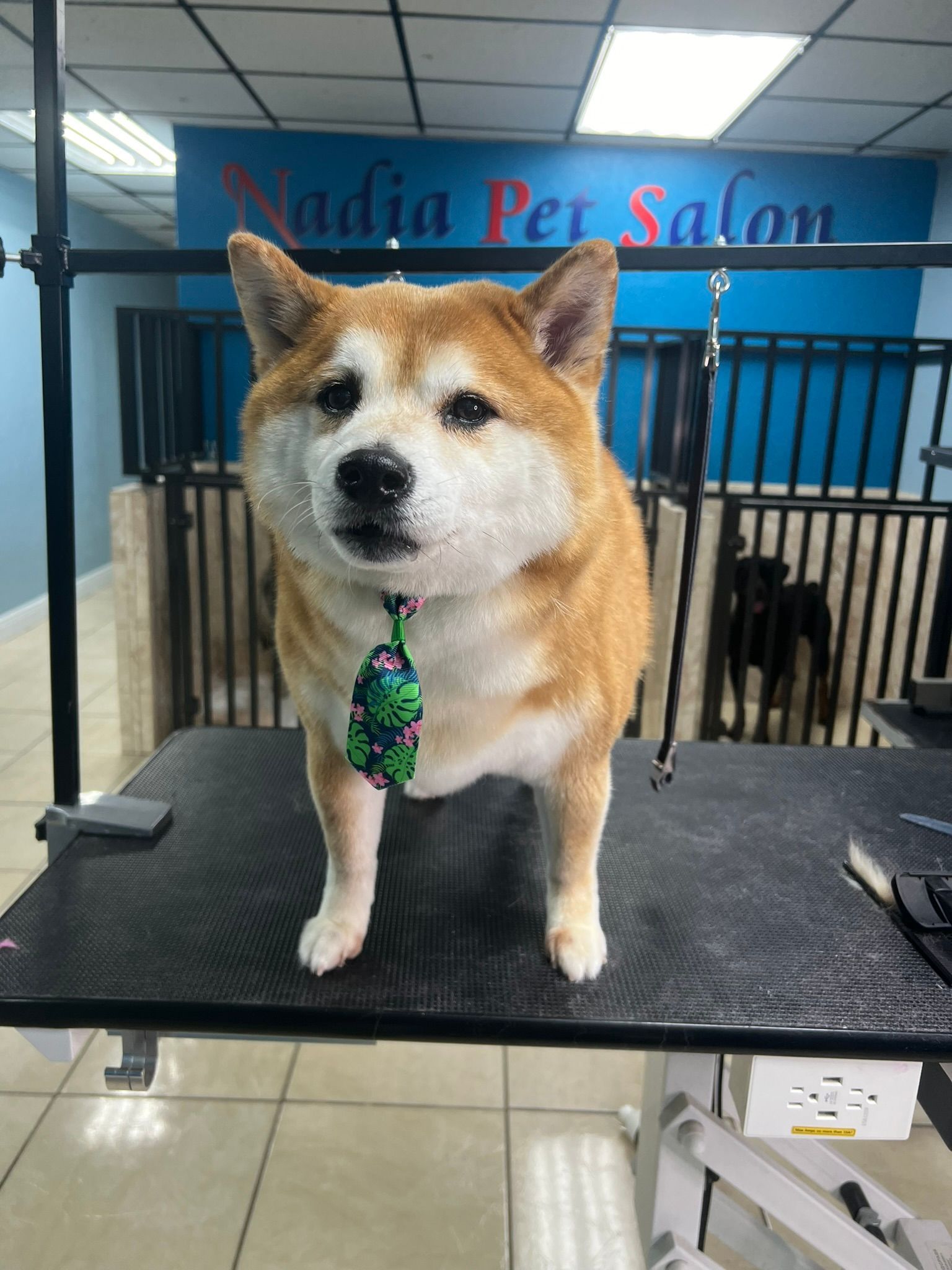 A dog is standing on a grooming table in a pet salon.