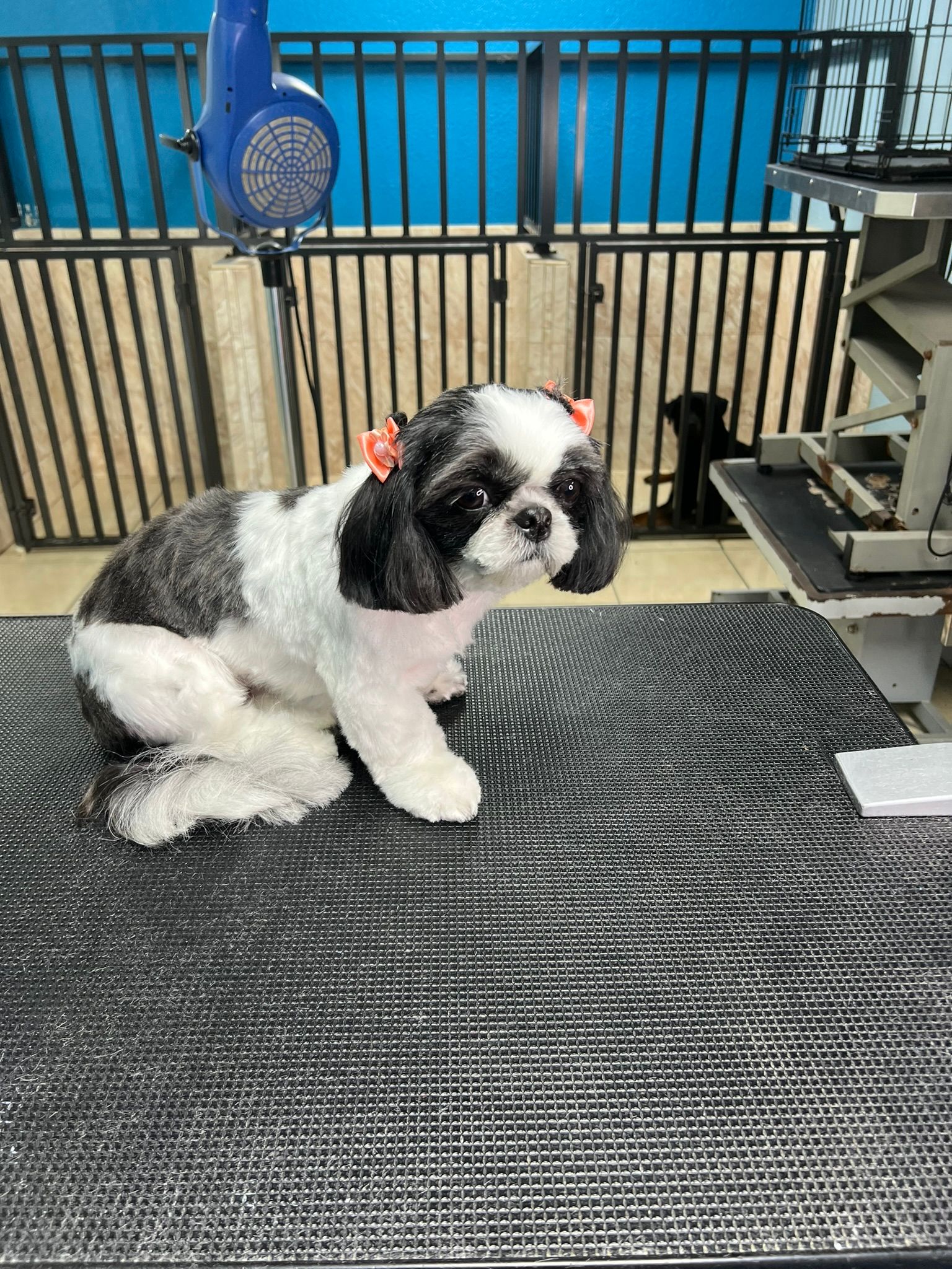 A black and white dog is sitting on a table next to a dog dryer.