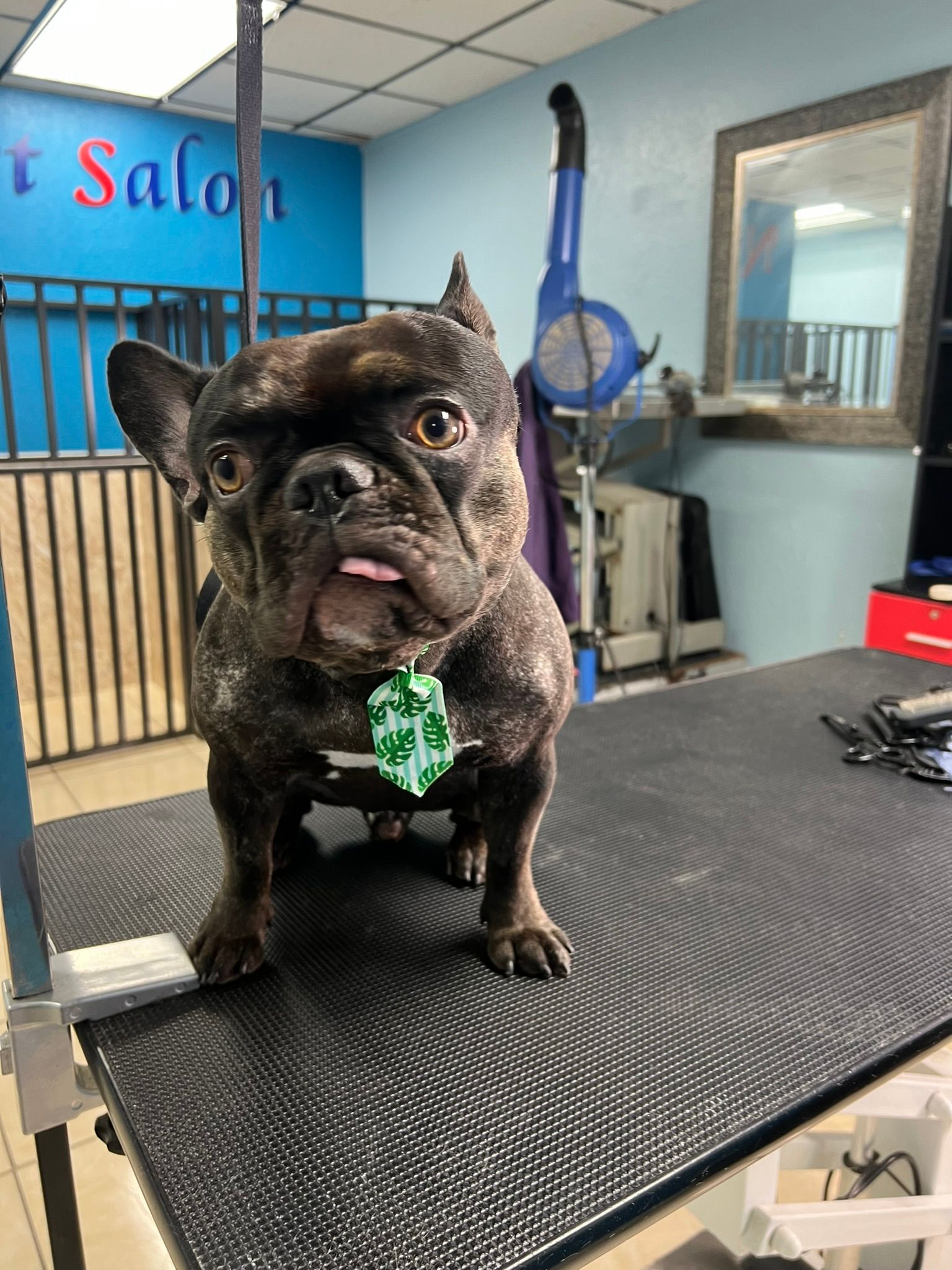 A french bulldog is sitting on a grooming table in a salon.