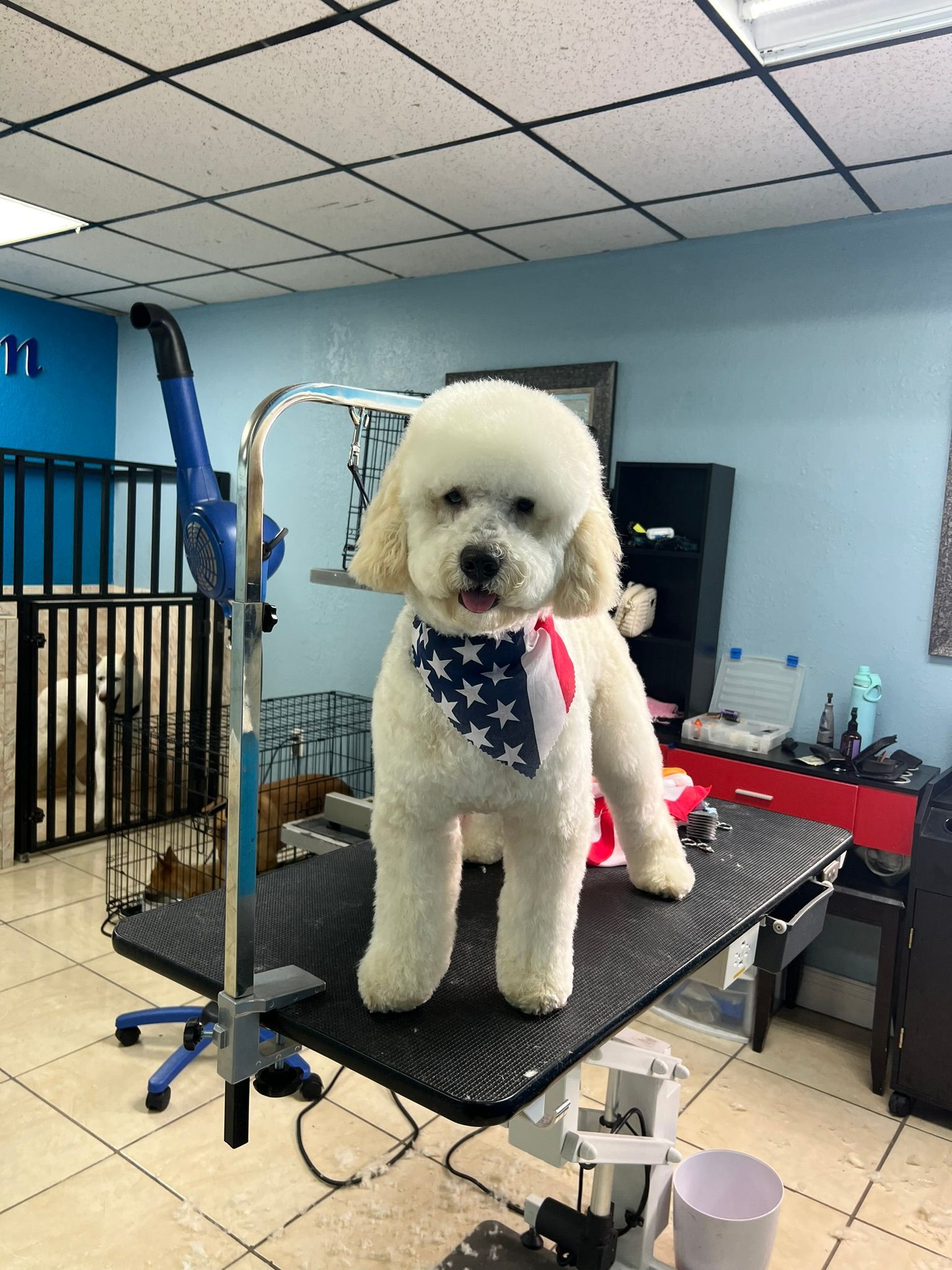 A white poodle wearing an american flag bandana is standing on a grooming table.