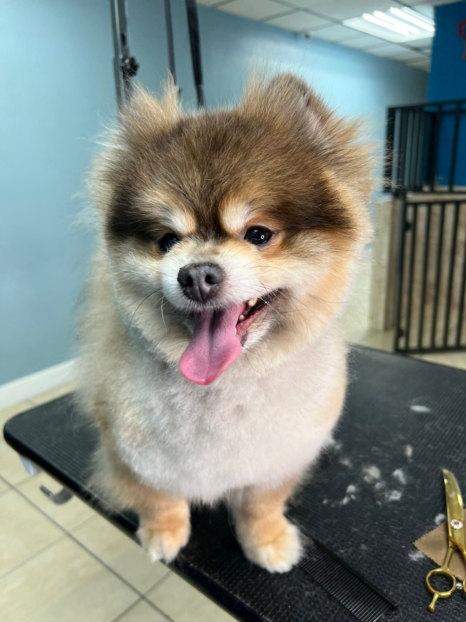 A pomeranian dog is sitting on a grooming table with its tongue out.