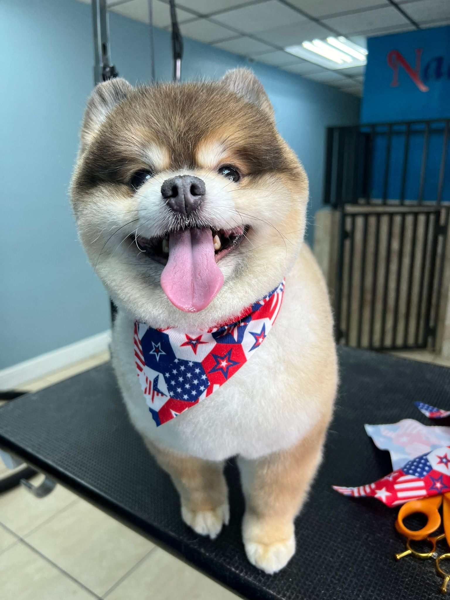 A small dog wearing a bandana is standing on a table.