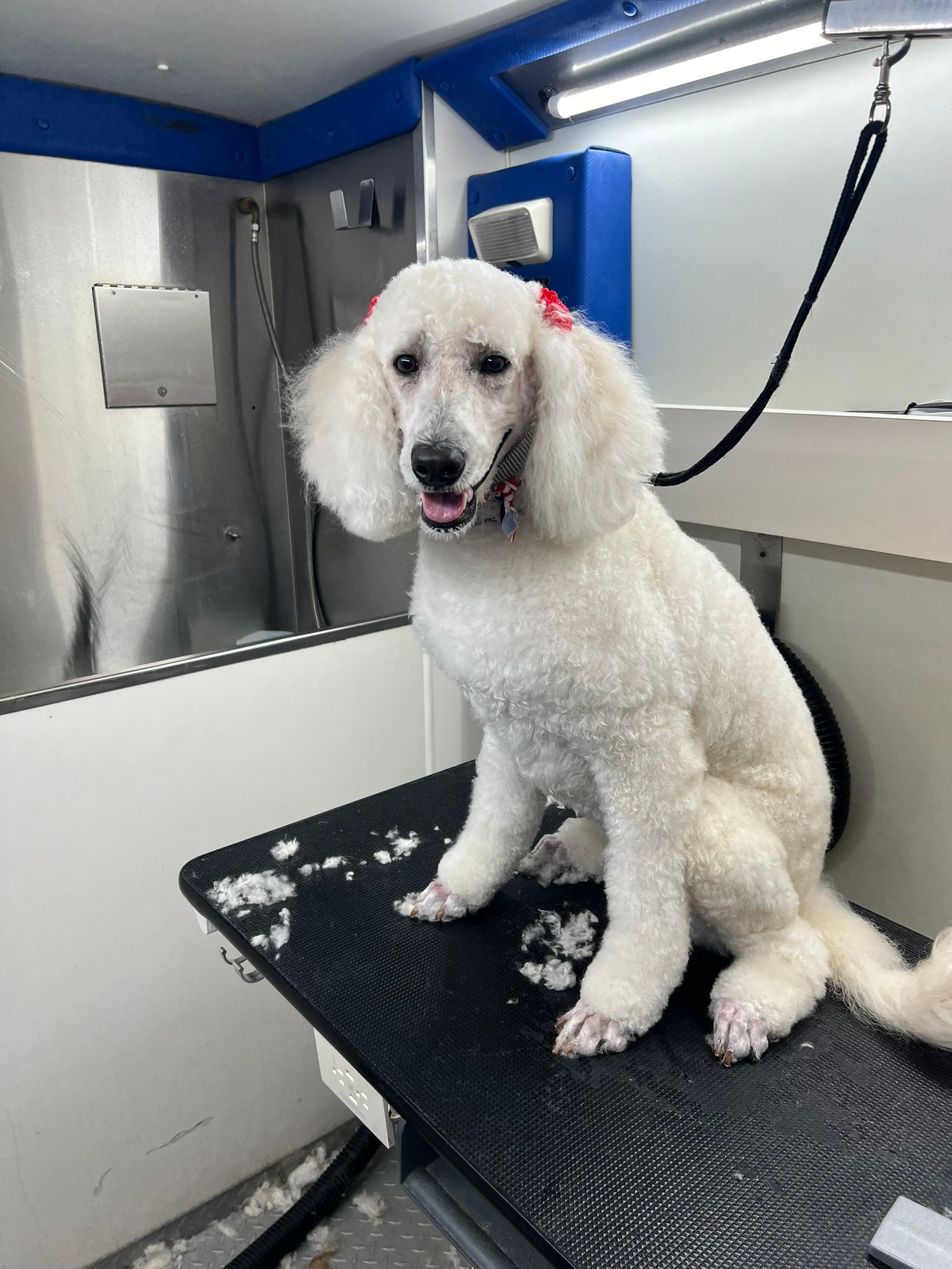 A white poodle is sitting on a grooming table.