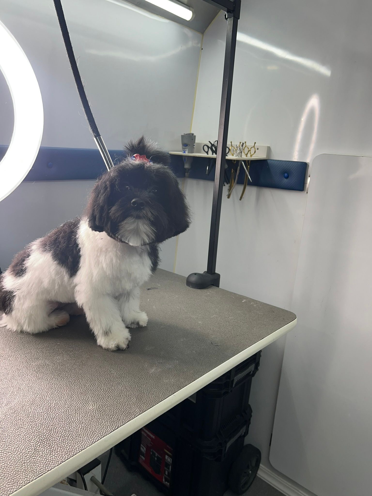 A small black and white dog is sitting on a table.