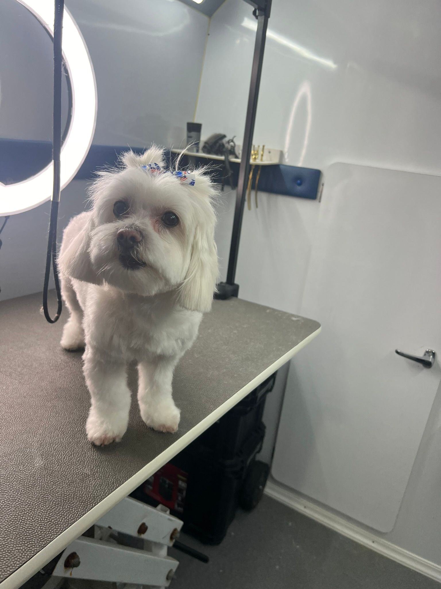 A small white dog is standing on a grooming table.