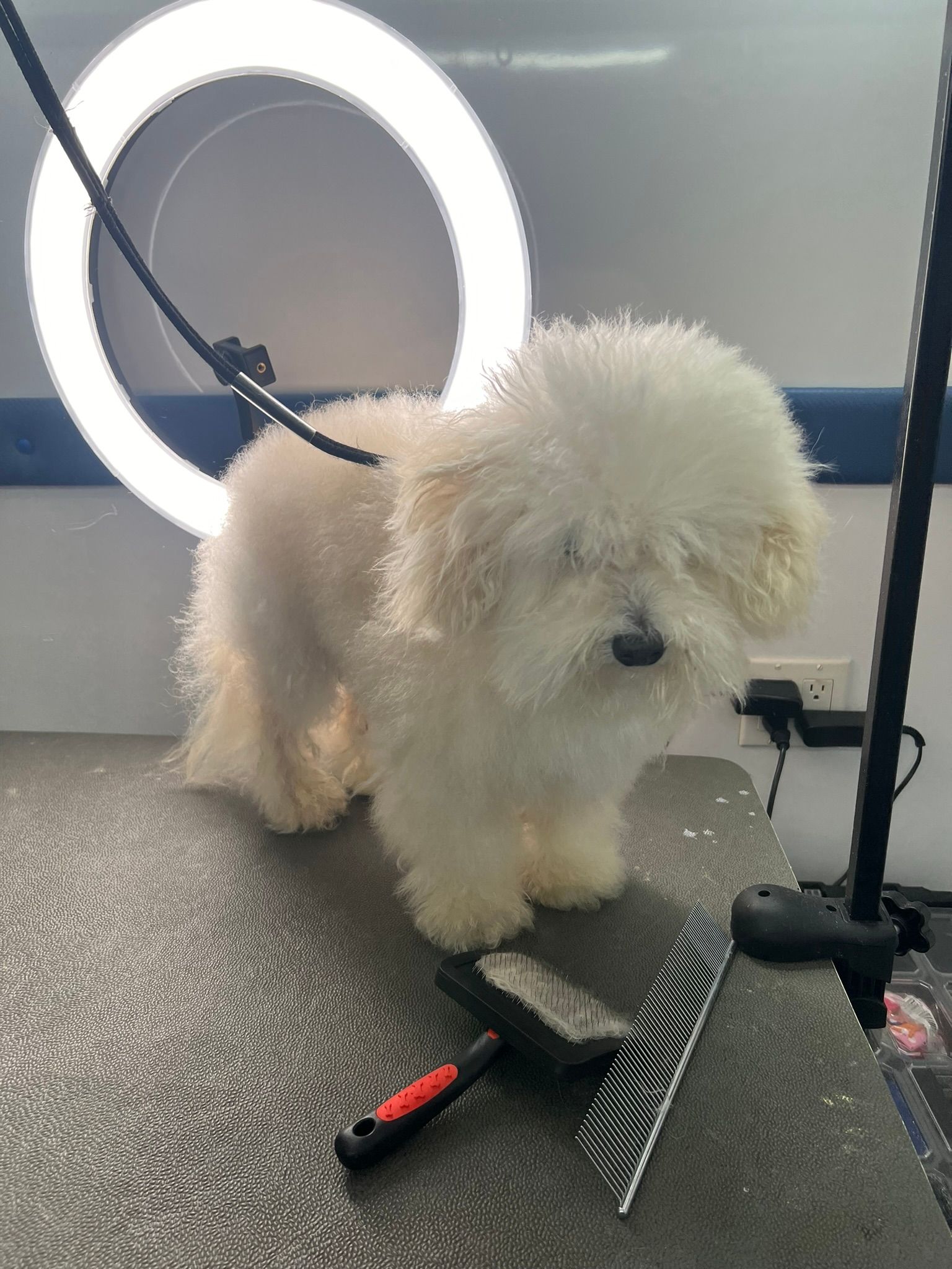 A small white dog is standing next to a comb on a table.