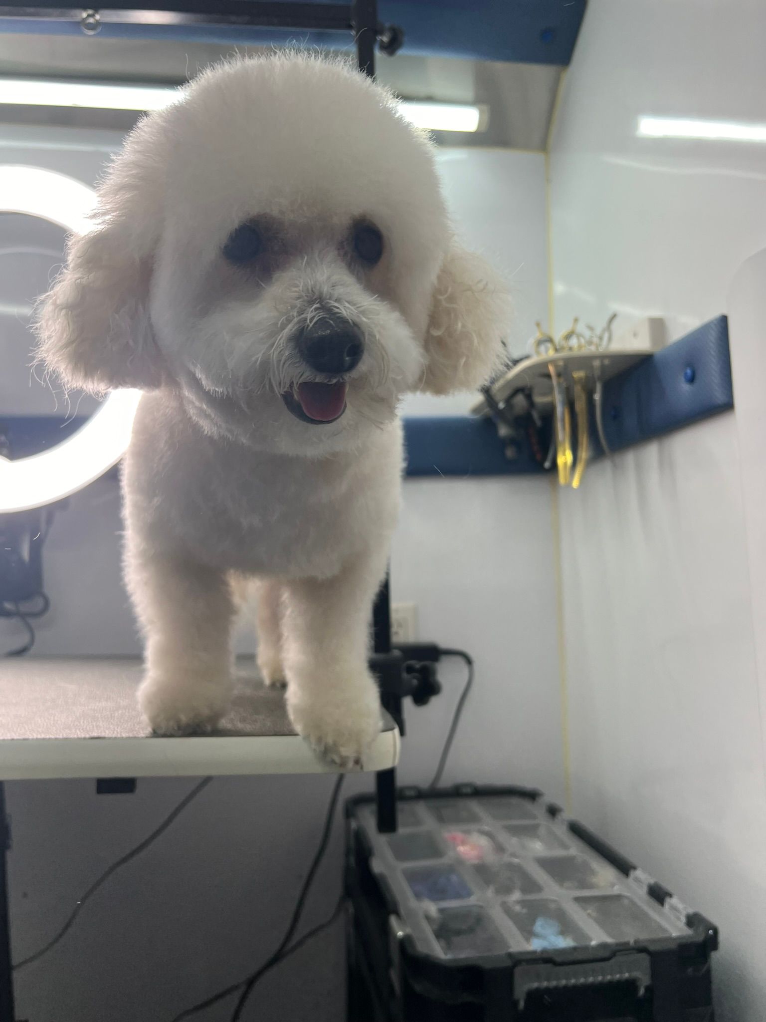 A small white dog is standing on top of a table.