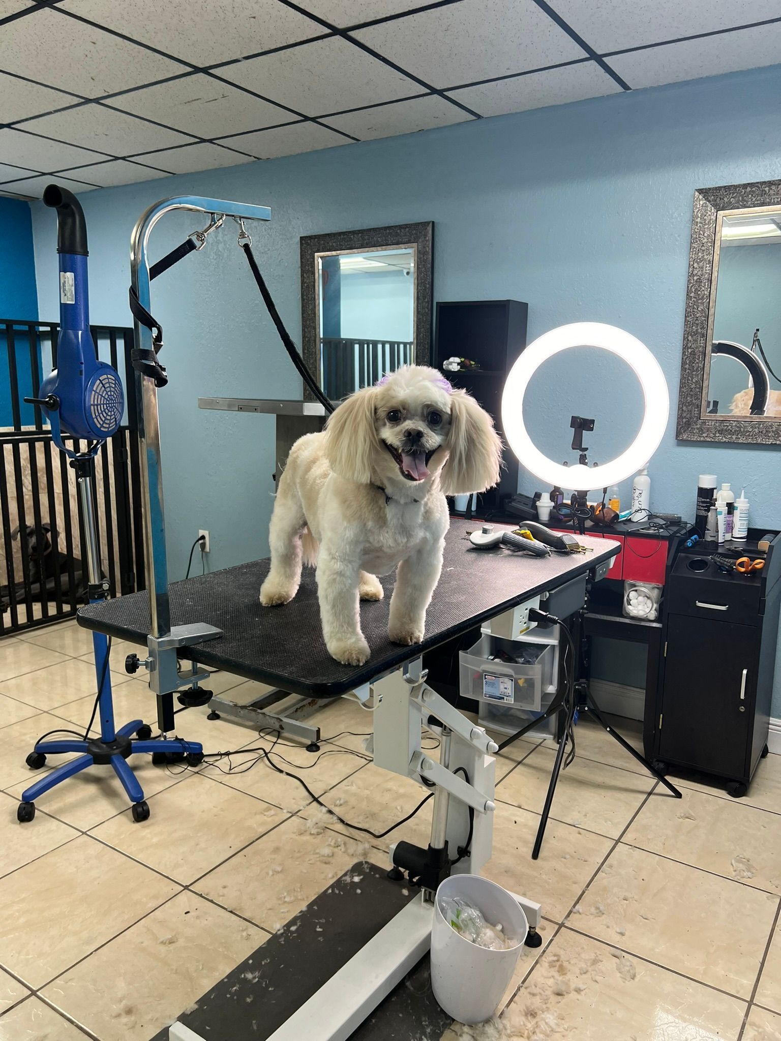 A small dog is standing on a table in a grooming salon.