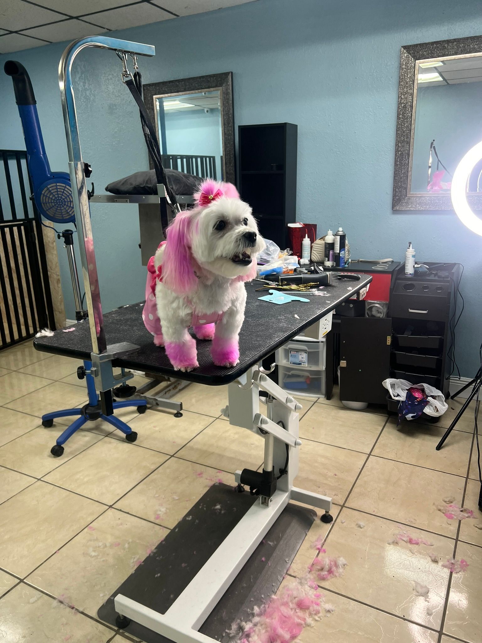A small white dog with pink hair is sitting on a grooming table.