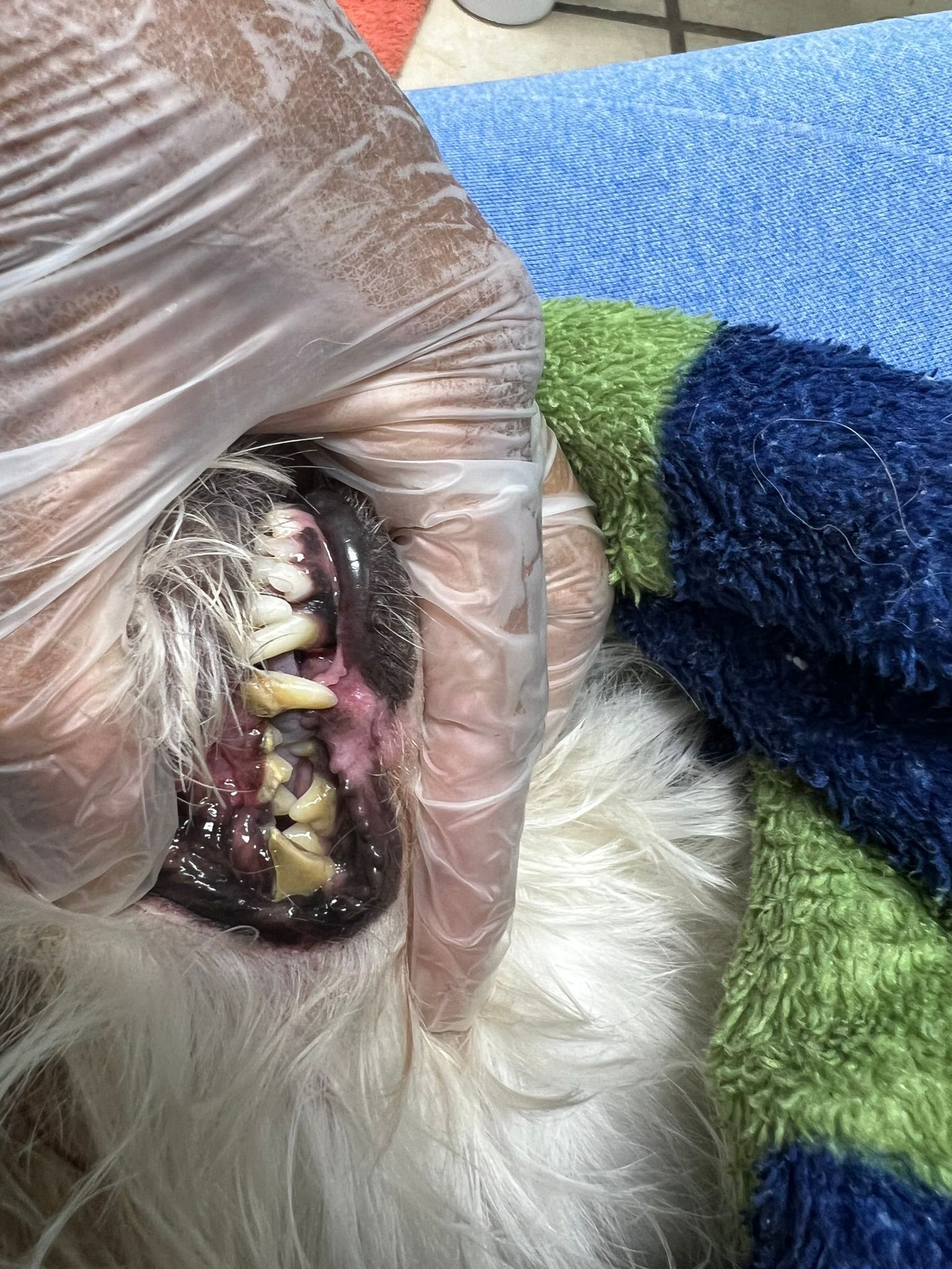 A person is cleaning a dog 's teeth with plastic gloves.
