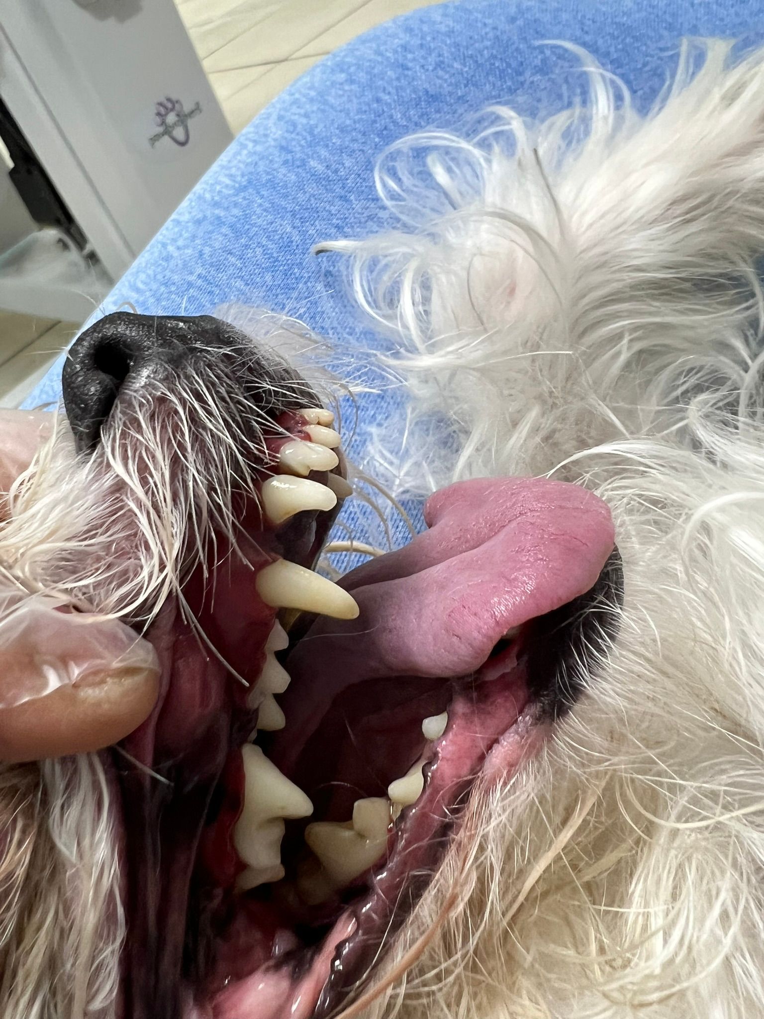 A close up of a dog 's mouth with its tongue out.