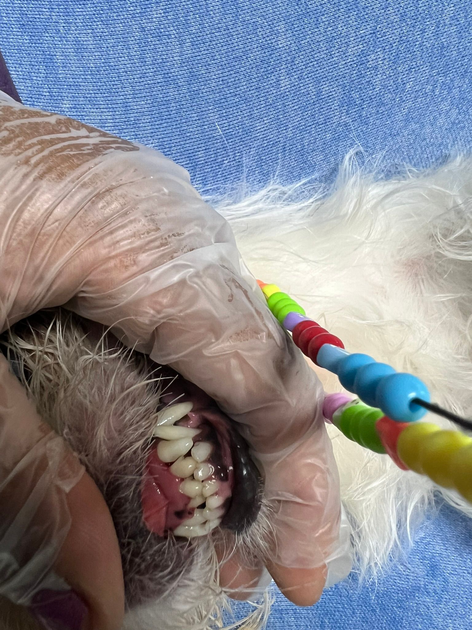 A person is cleaning a dog 's teeth with a toothbrush.