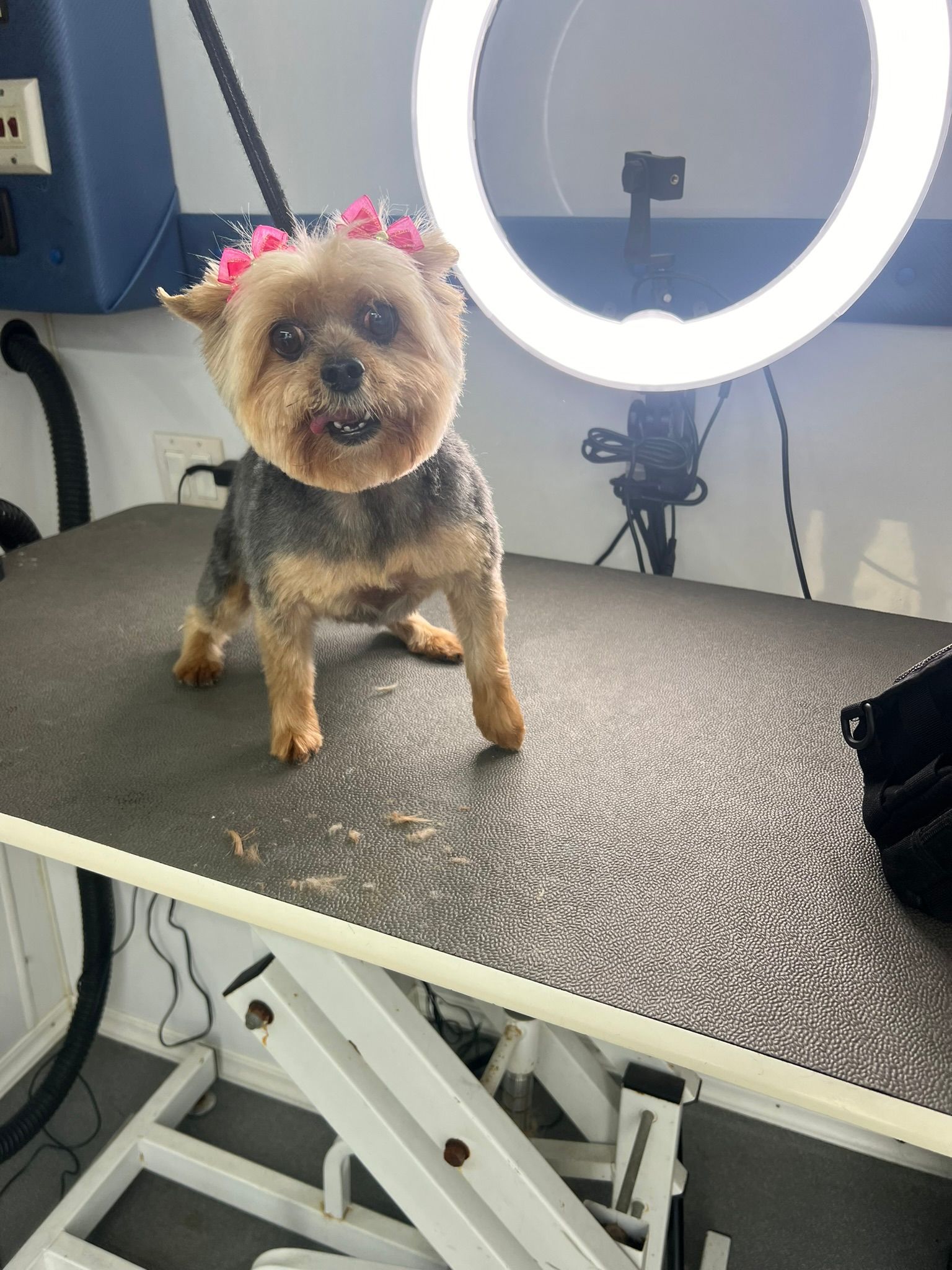A small dog is standing on a grooming table under a ring light.