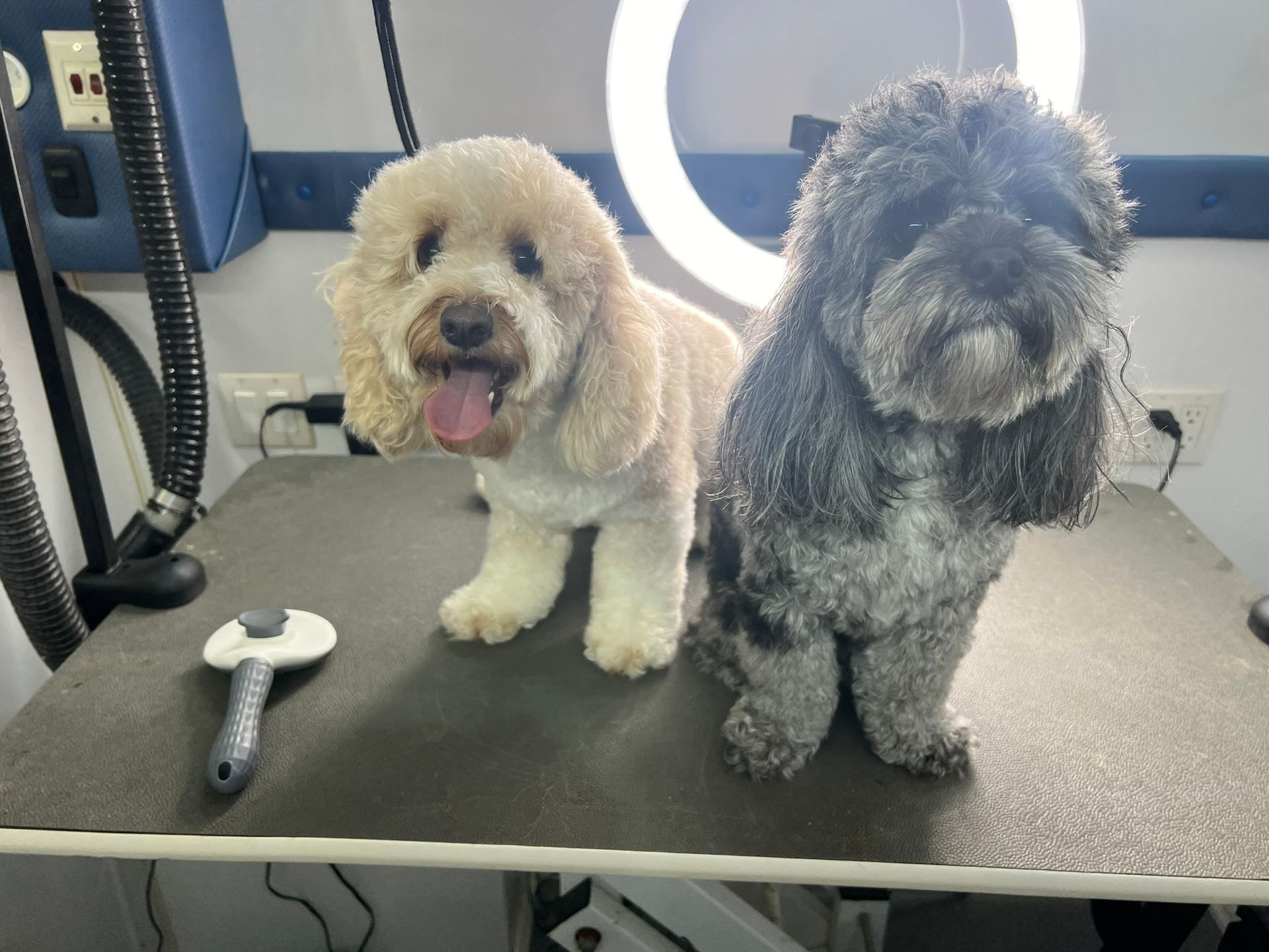 Two small dogs are sitting on a grooming table.