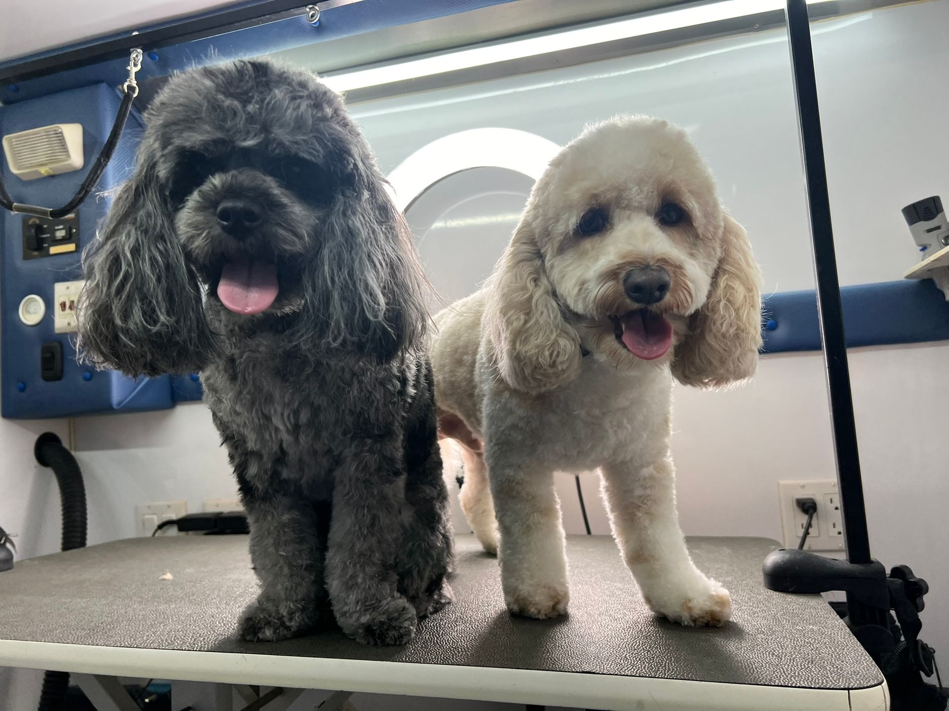 Two small dogs are standing next to each other on a grooming table.