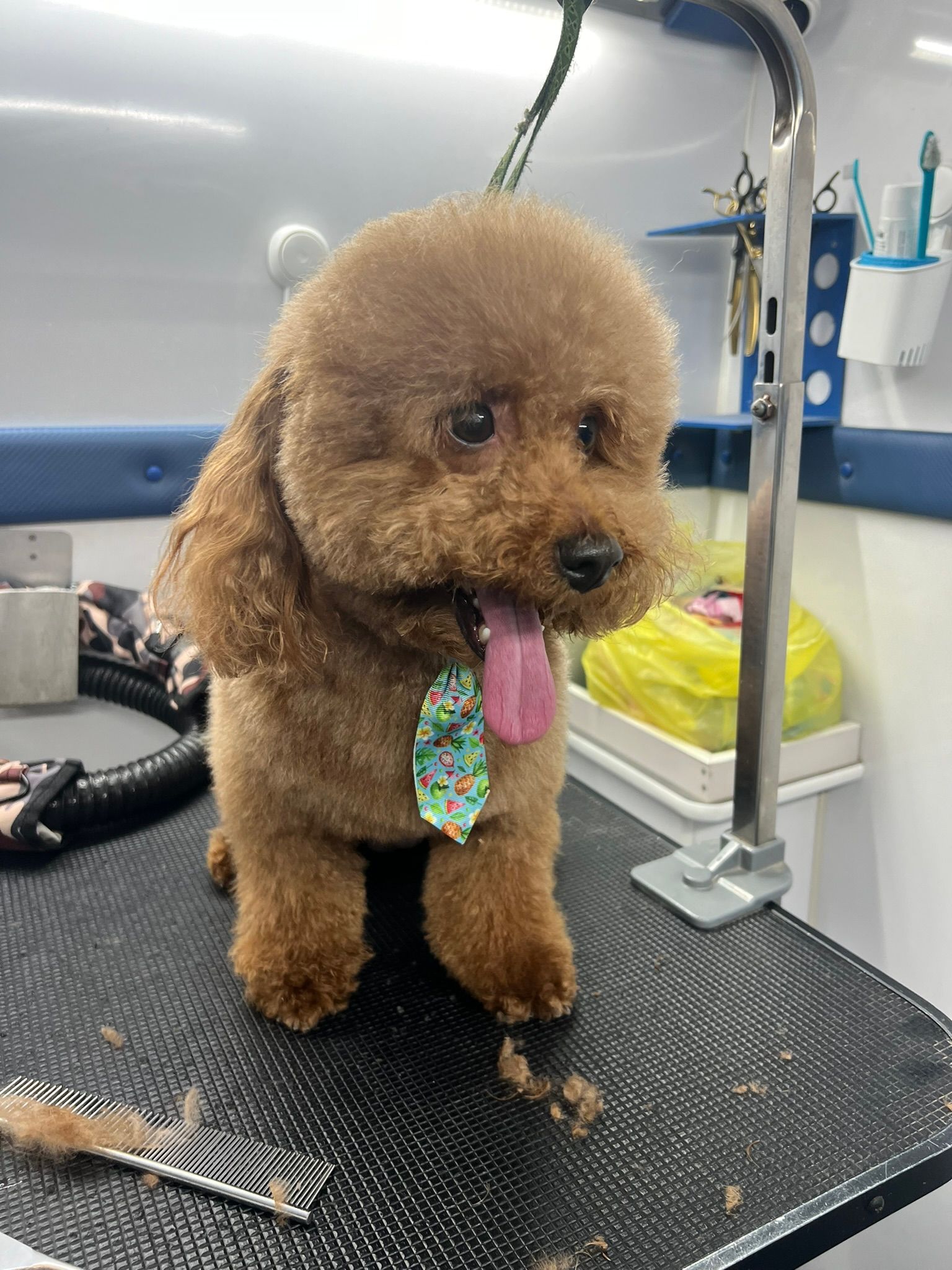 A small brown poodle is sitting on a grooming table.