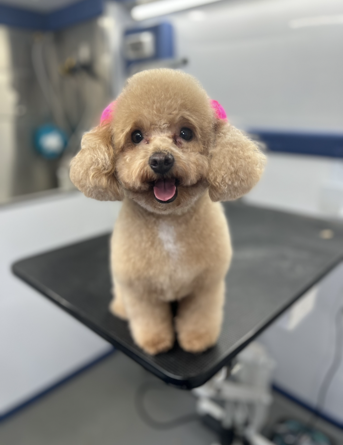 A small brown poodle with pink bows on its ears is sitting on a table.