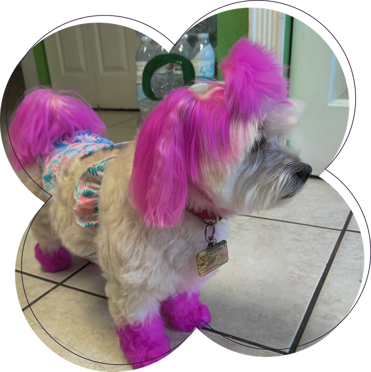 A small dog with pink hair and pink shoes