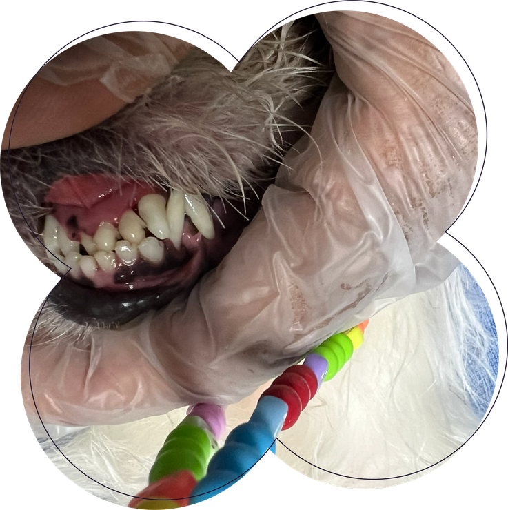 A close up of a dog 's teeth with a person wearing plastic gloves