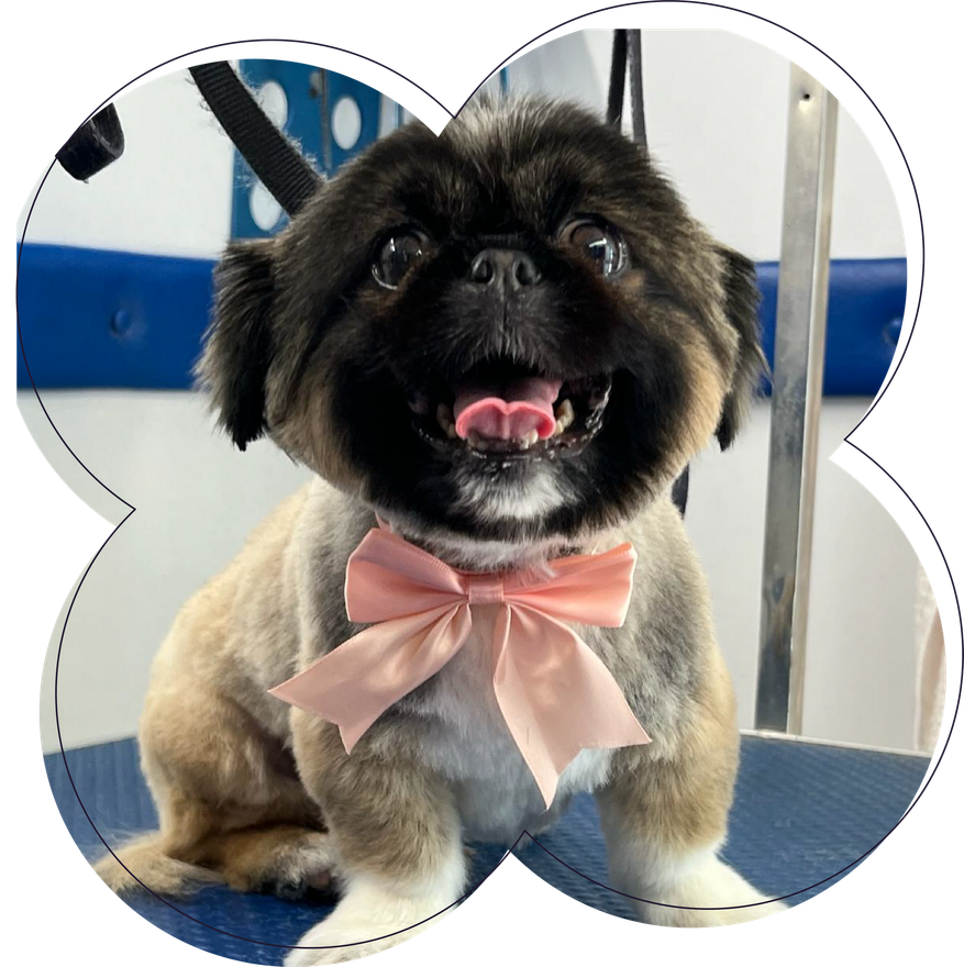A small brown and white dog with a pink bow around its neck
