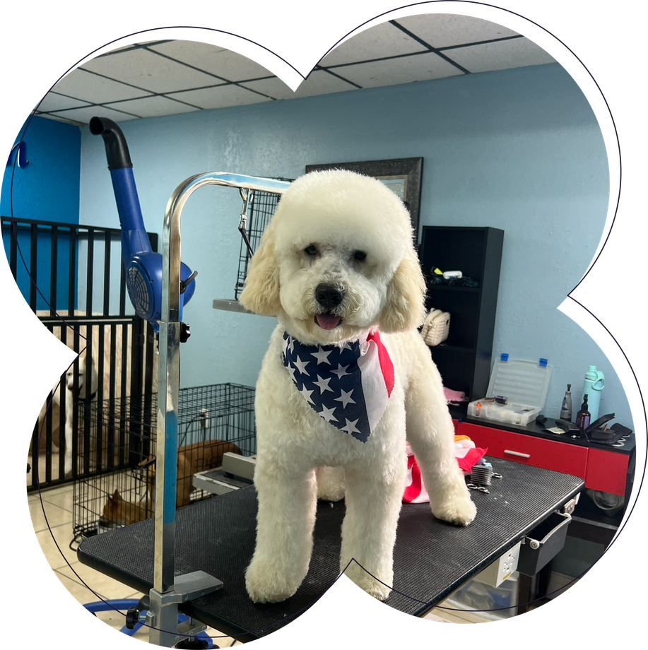 A small white dog wearing an american flag bandana is standing on a grooming table