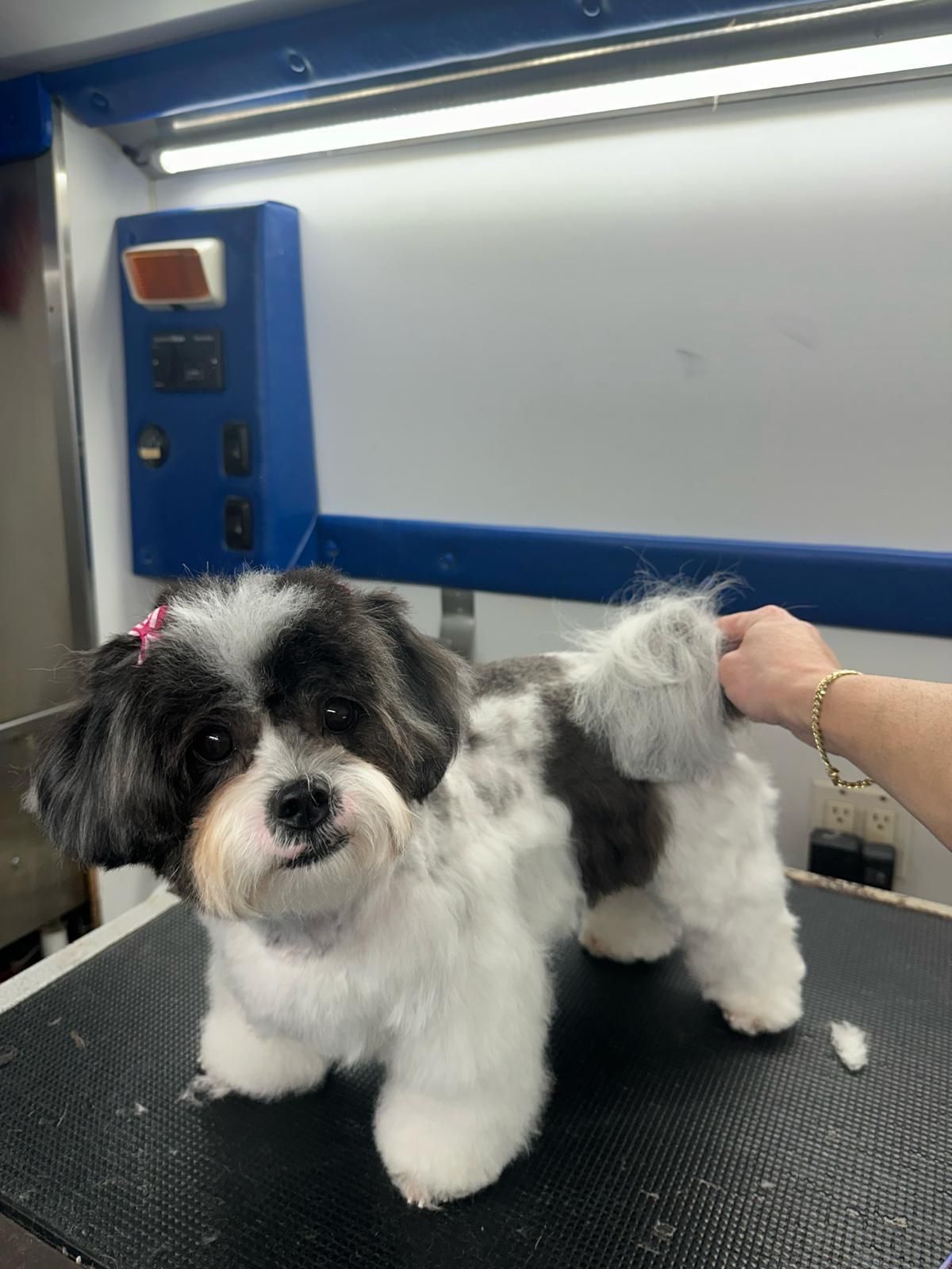 A person is grooming a small black and white dog on a table.
